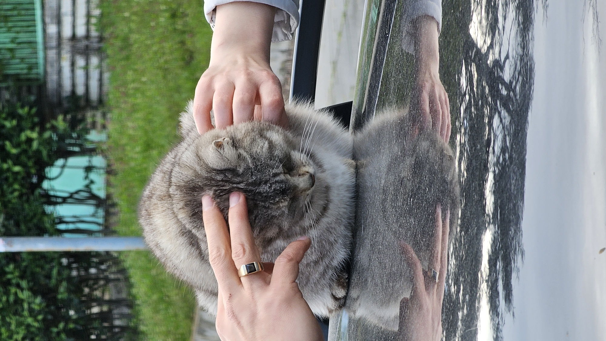 A medium shot presents a gray tabby cat lying on a black, shiny surface, likely a car hood. The cat is being gently stroked by two hands. One hand, adorned with a ring, is prominently visible near the cat's face. A reflection of the cat, the hands, and the surrounding environment is visible on the shiny surface. In the background, blurred foliage and a light-colored structure suggest an outdoor setting, possibly a park or garden area. The orientation of the image is sideways. Based on the reference information, the location can be placed in Varna, Bulgaria.
