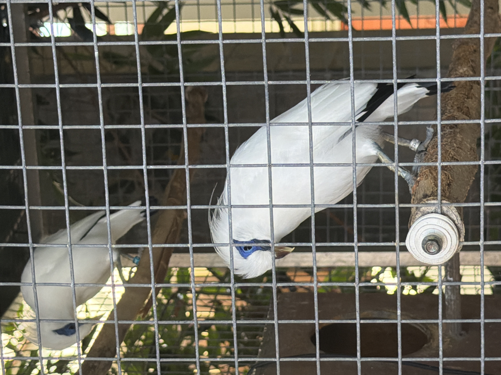 An adult Bali myna, a white bird with bright blue skin around its eyes, is perched on a branch inside a metal cage. The bird is facing left, with its head tilted down as if preening. Another Bali myna is visible in the background, also in the cage. The cage is constructed of metal bars and is situated in an outdoor environment with foliage visible through the bars. The location is identified as the Bali Bird Park in Kuta Selatan, Indonesia.