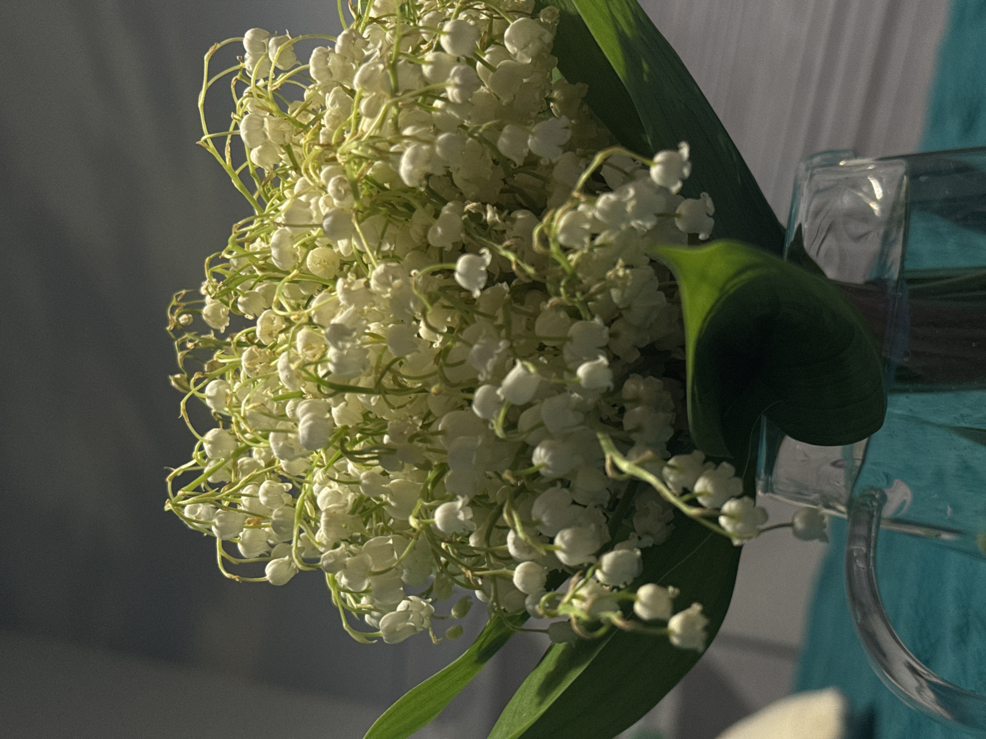 A close-up shot shows a bouquet of lily-of-the-valley flowers, white and delicate, interspersed with green leaves. The bouquet is held within a transparent glass vase, positioned against a backdrop that includes a muted grey area and a glimpse of a teal-colored fabric. The exact location and time of this photo is difficult to say but it is unlikely this image has any ties to Vladivostok, Russia.