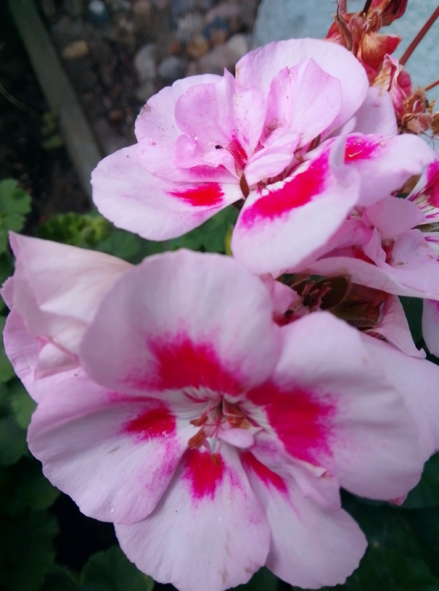 A close-up, vertical shot captures several pink geranium flowers with dark red markings. The flowers are in the foreground, with their petals taking up most of the frame. The background is out of focus, showing some gravel and green foliage. The image does not provide any information about the city of Wedel, Germany.
