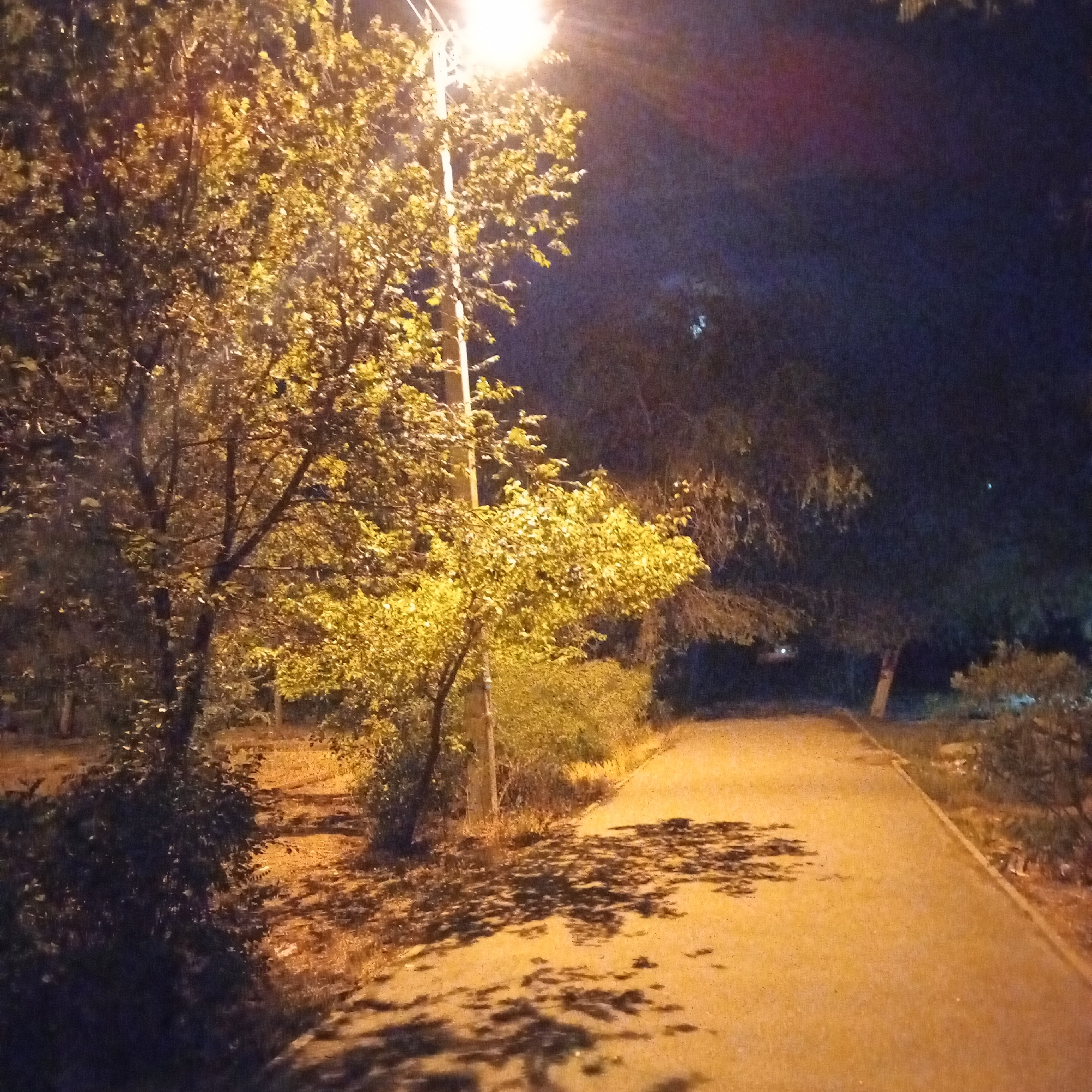 The image depicts a park path illuminated by a streetlamp at night. The path is paved and curves to the right, bordered by trees on the left and right. The trees are full of leaves, some of which are lit by the streetlamp, casting shadows onto the path. The overall lighting is warm and yellow. The scene appears to be a quiet, outdoor public space. The location is identified as a park in Astrakhan, Russia.