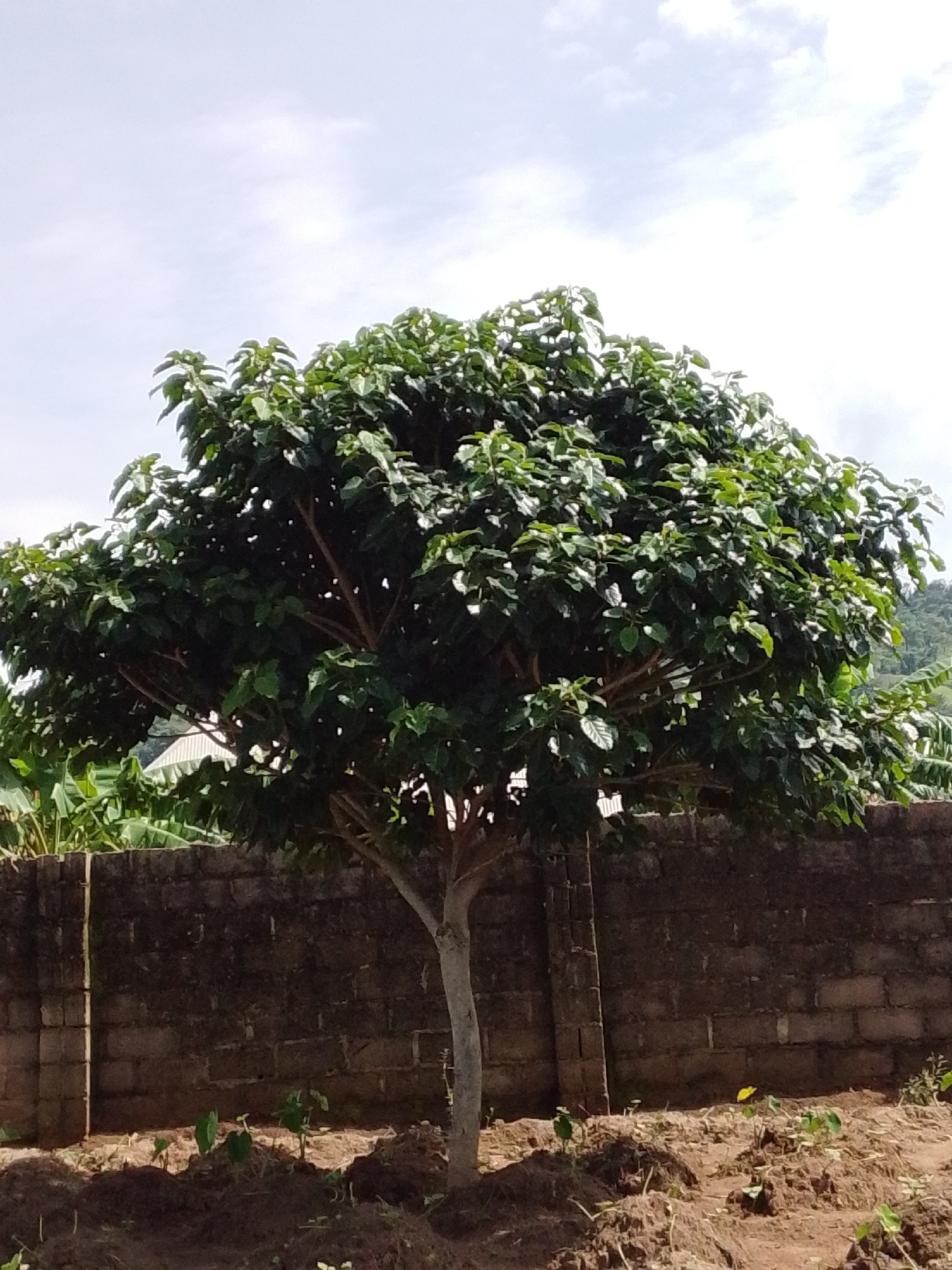 A mature tree with a dense, green canopy stands prominently in the foreground. The tree's trunk is light-colored and appears relatively smooth. Behind the tree, a weathered brick wall stretches horizontally across the mid-ground, constructed from rectangular, brown bricks. To the left of the tree, behind the wall, are large, lush green banana leaves, indicating a tropical or subtropical environment. The ground in the foreground is a mixture of dark soil and some dry vegetation, with a few small, leafy plants emerging from the earth. The sky above is partly cloudy, with bright white clouds against a pale blue background. In the far background, a verdant, hilly landscape is visible. The overall scene suggests an outdoor setting, likely a garden or yard, in a warm climate.