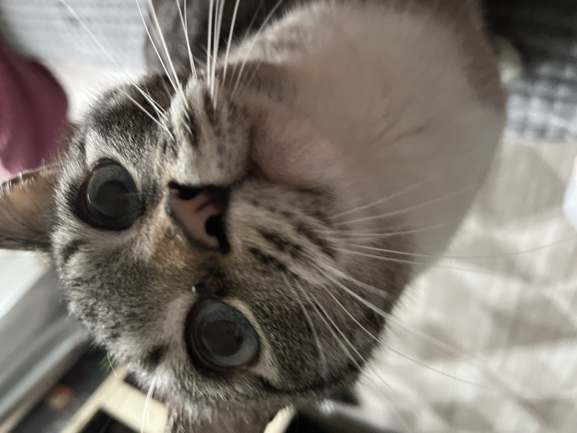 The image depicts a close-up of a cat's face. The cat has gray and white fur, large blue eyes, and a pink nose. The camera angle is from above, looking down at the cat. The background is blurry and out of focus. No evidence indicates this image was taken in Chaikovsky, Russia.