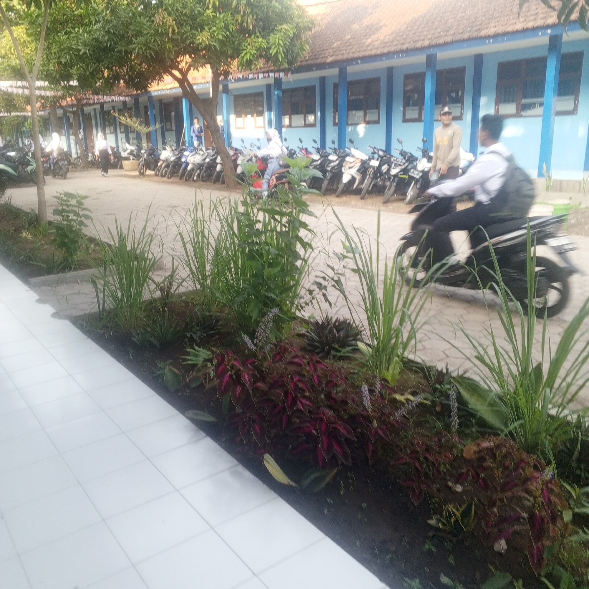 This image shows a school environment in Buduan, Indonesia. In the foreground, a tiled walkway runs alongside a raised garden bed filled with various plants, including tall green grasses and dark red-leaved foliage. Behind the garden, a row of parked motorcycles is visible. Further in the background, a light blue building with a tiled roof and multiple windows stands, suggesting it is part of the school. Several individuals are present: two people are seen walking near the motorcycles, and another person is riding a motorcycle in motion, blurred by the movement. The overall scene depicts a typical day at an Indonesian school, with students and their transportation.