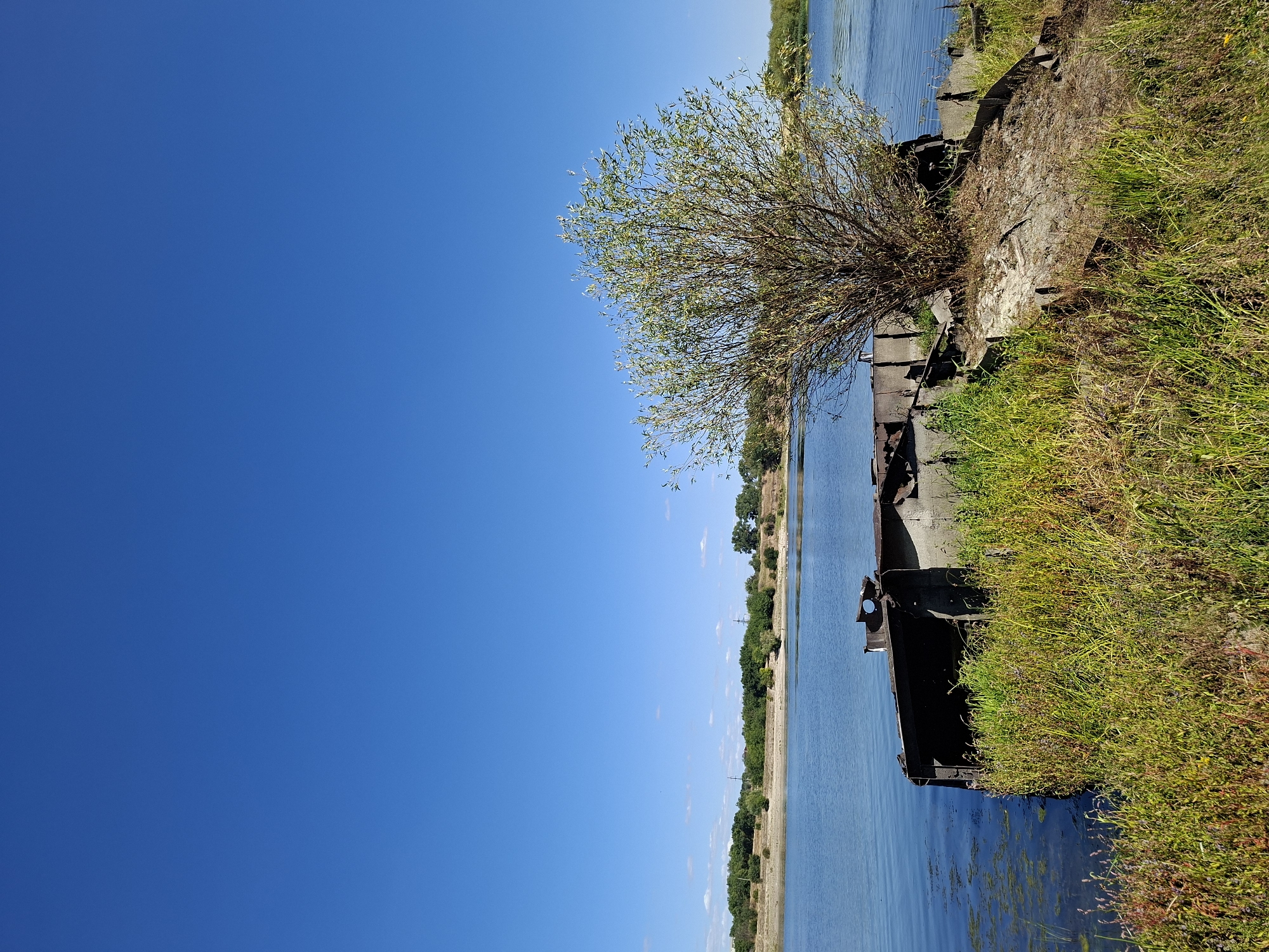 The image captures a serene daytime scene by the Dniester River in Korzhevo, Moldova. A bright, cloudless blue sky dominates the upper portion of the frame. In the foreground, a partially submerged, derelict structure, appearing to be the remnants of a barge or pier, rests on the riverbank. It is overgrown with tall, green and yellow grass and wildflowers. A lush, leafy tree grows from the center of this structure, its branches reaching towards the sky. The Dniester River is calm and blue, reflecting the sky. Across the river, the opposite bank is lined with a dense band of green trees and bushes. The overall impression is one of a peaceful, natural setting with signs of decay and abandonment. No people are visible in the image.