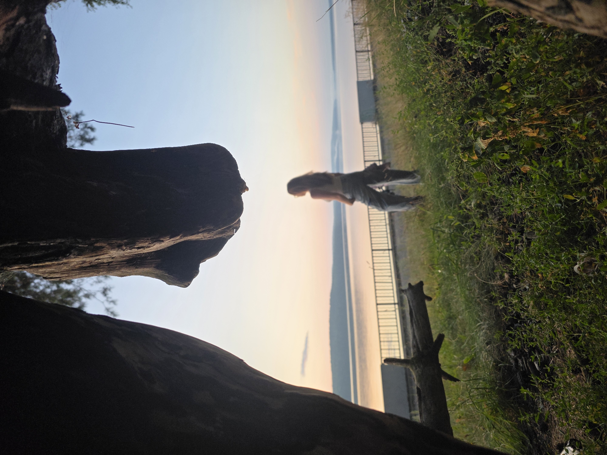 The image depicts a serene natural scene with a woman standing by a body of water, likely the Kama River in Chaikovsky, Russia, during sunset or sunrise. The foreground is dominated by the rough textures of tree trunks, framing the view. The woman, facing away from the camera and towards the water, is dressed in casual clothing. She appears to be observing the tranquil landscape. The background features a calm expanse of water, a distant shoreline with hills, and a clear sky transitioning through soft hues. A metal railing runs along the edge of the water, separating the grassy embankment from the riverfront. The overall atmosphere is peaceful and contemplative, with the natural light creating a warm glow.