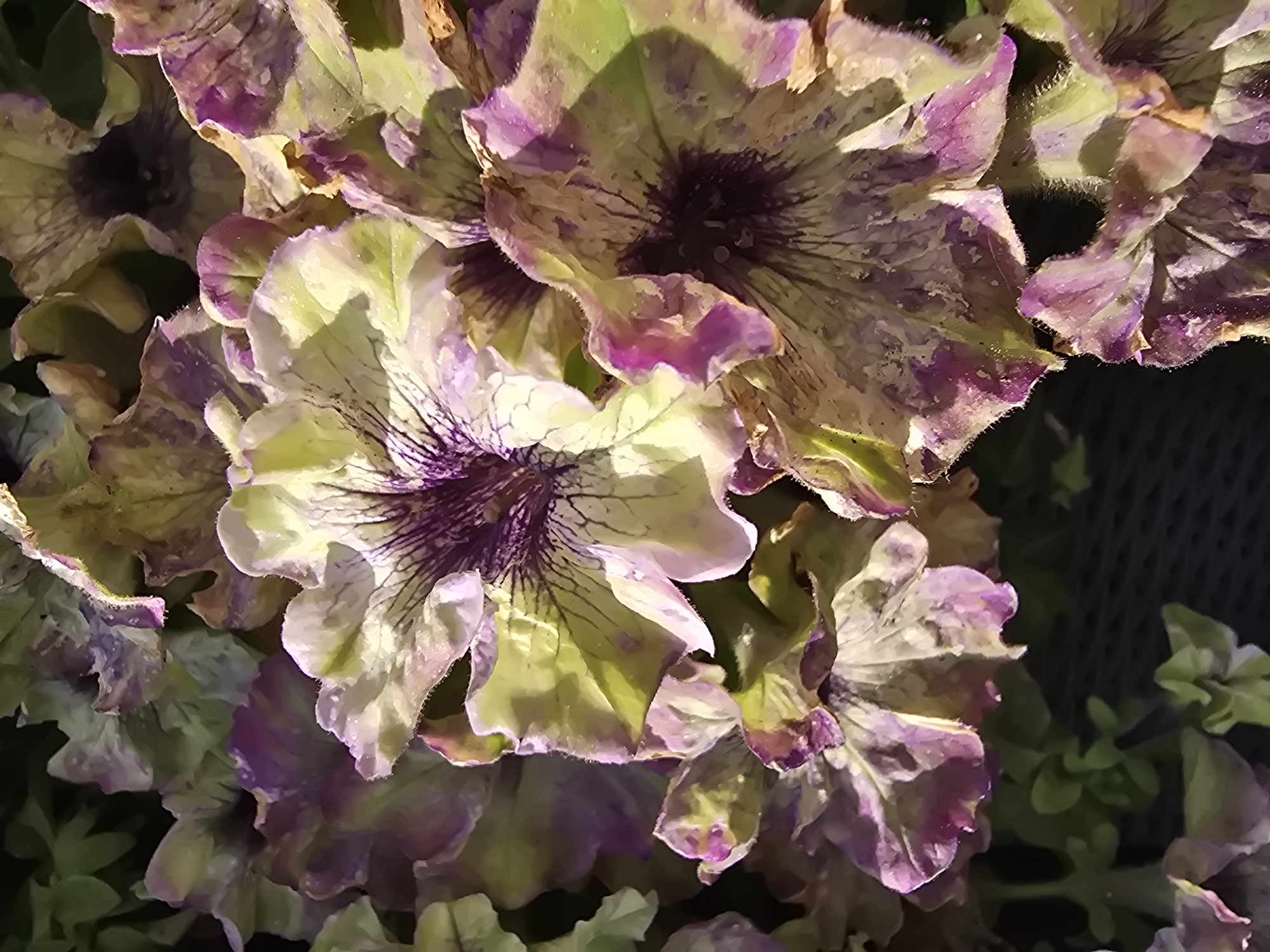 The image shows a close-up, overhead view of several petunia flowers, characterized by their ruffled, multicolored petals in shades of light green, purple, and white. Dark purple veins are prominent within the petals, radiating towards the edges, which are fringed with fine hairs. Some petals appear slightly dried and curled, suggesting a mature or weathered state. The background is a dark, out-of-focus mix of greenery and a dark mesh-like material, possibly a planter or support structure. The lighting suggests an outdoor setting, with shadows indicating the direction of the light source. The scene is static, with no visible human presence or activity. The flowers are the sole subjects, depicted in their natural state.