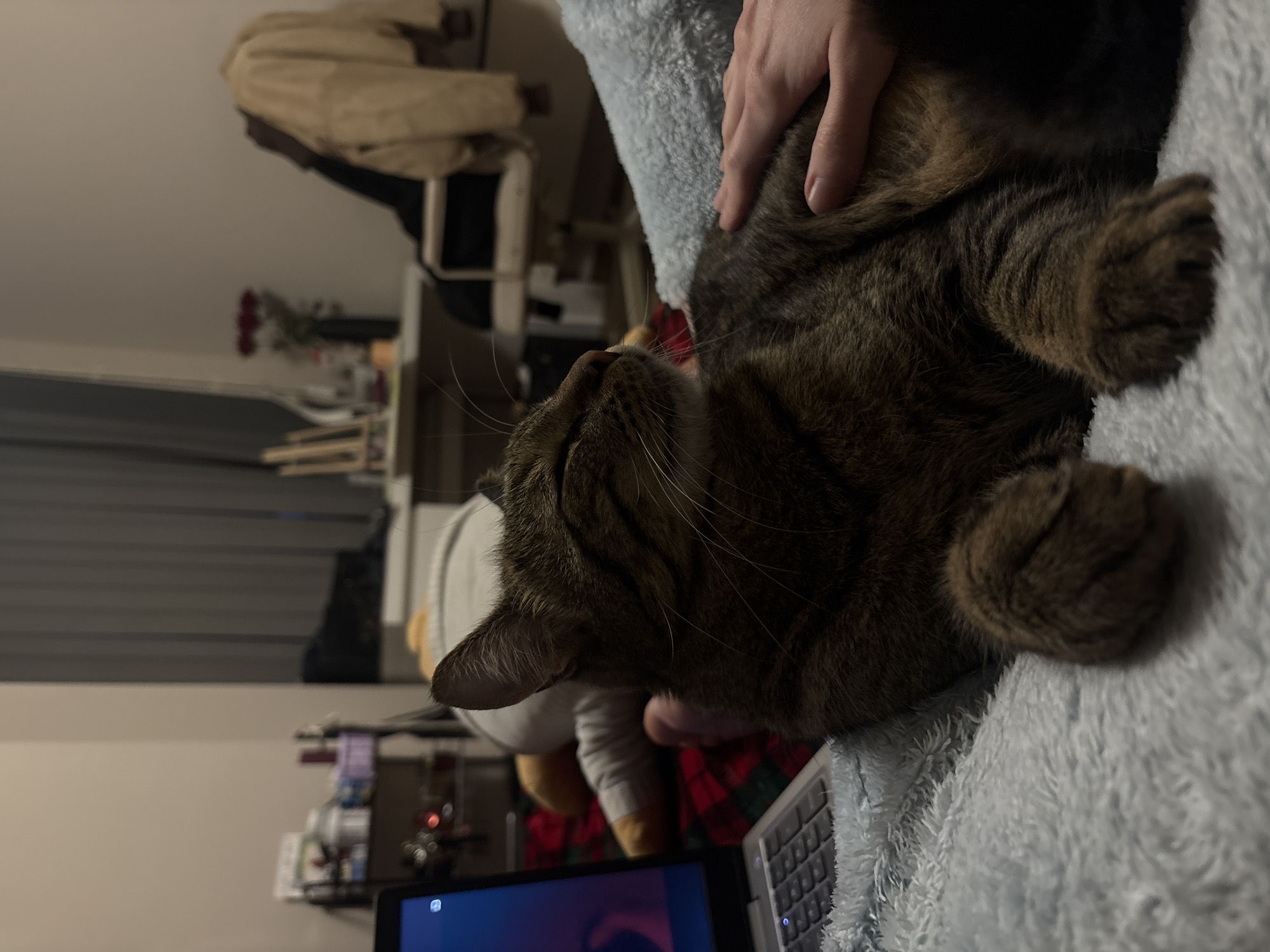 A brown tabby cat lies on a light blue, fuzzy blanket next to a laptop. A hand pets the cat. In the background, there is a shelf with various items and decorations, including what appears to be a floral arrangement and a stuffed animal. The scene seems to be indoors, possibly in a bedroom or living room. The image provides insufficient information to establish the location as Varna, Bulgaria.