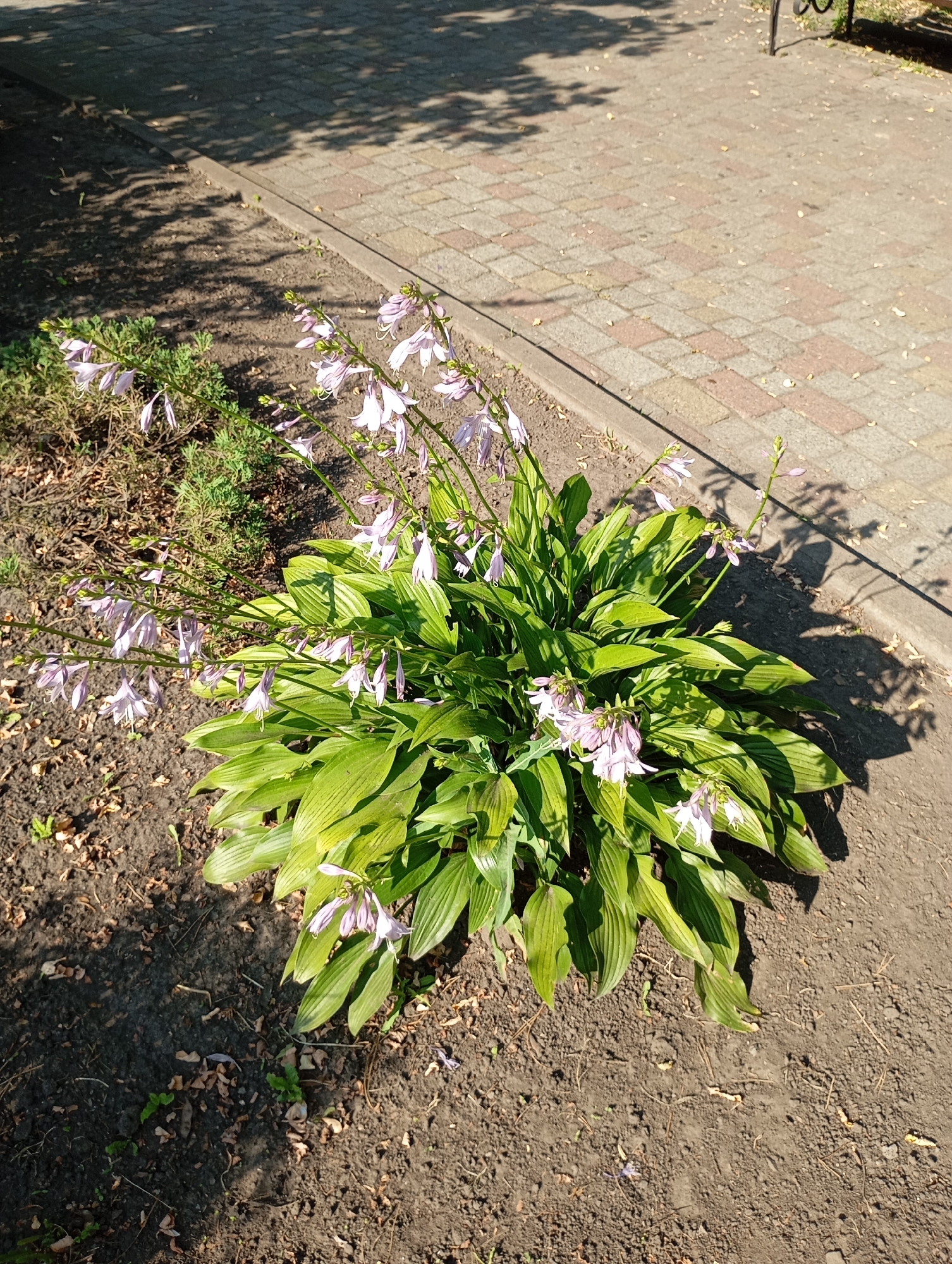 An outdoor shot shows a hosta plant with pale purple flowers in bloom. The plant is situated in a patch of dark soil, with some dry leaves and small green sprouts visible. To the right, a paved walkway made of rectangular bricks in shades of gray, pink, and beige runs diagonally across the frame, with dappled sunlight and shadows cast on it. To the left of the hosta, there is a low-lying green shrub. The scene appears to be located in Horishni Plavni, Ukraine, possibly a park or a public garden, given the presence of the paved walkway and the manicured planting. There are no people or animals visible in the image.