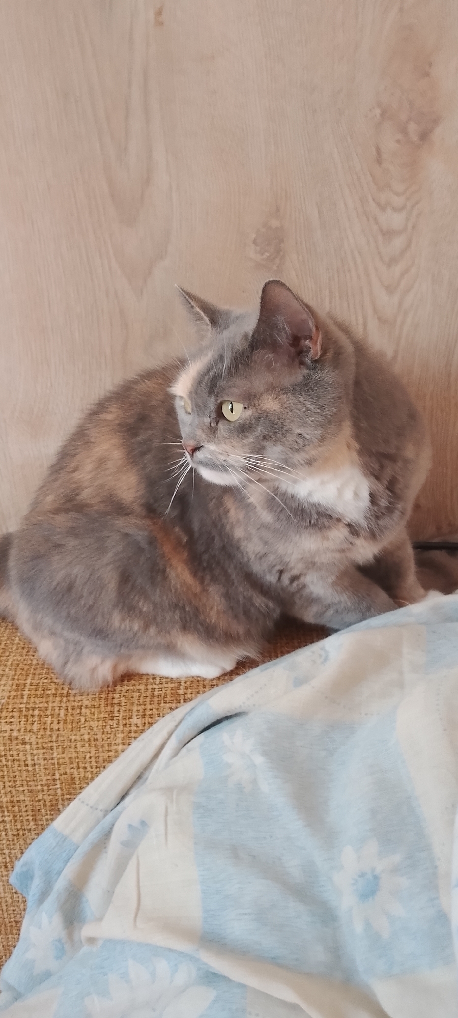 A tortoiseshell cat is sitting on a brown couch with a blue and white floral patterned blanket draped over the front. The cat is looking to the left, and its fur is a mix of gray, orange, and white. The background is a light brown wooden wall. There are no people visible in the image. The scene appears to be indoors, likely in a home setting. There is no information in the image to suggest it is located in Belgorod, Russia.