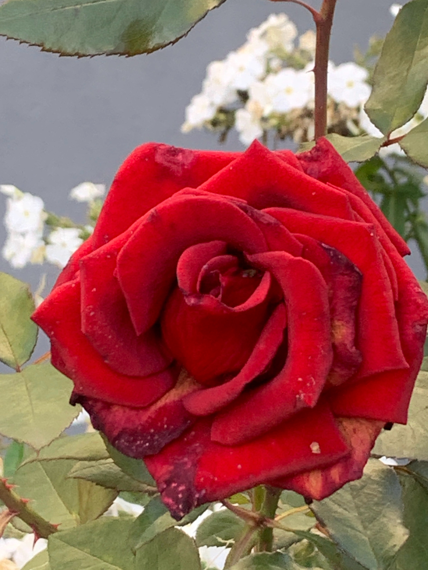 A close-up, upward-angle shot features a vibrant red rose in full bloom. The rose's petals are richly colored, with some appearing slightly wilted at the edges, exhibiting dark red and yellow hues. The center of the rose displays a tightly coiled bud. The background is softly blurred, revealing white flowers and a muted gray surface. Green leaves, some with serrated edges and thorns, frame the rose. The overall impression is that of a detailed botanical study. The image does not contain any identifiable elements that would allow for geolocation to Prokopyevsk, Russia, or any other specific urban location. There are no people, actions, or interactions depicted.