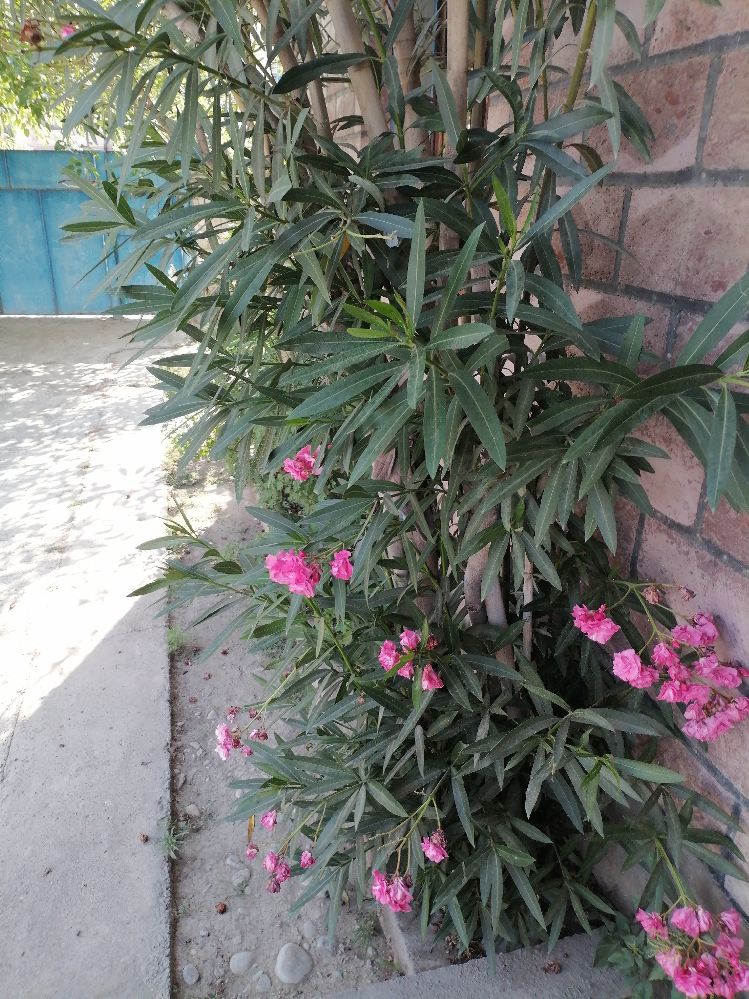 An outdoor, eye-level, medium shot captures a cluster of Oleander plants with vibrant pink flowers, nestled against a textured brick wall. The plants, characterized by their dark green, lance-shaped leaves and numerous blossoms, are situated in a patch of dry soil dotted with small stones and fallen leaves. To the left of the plants, a concrete walkway extends into the background, partially shaded by the overhead foliage, creating dappled patterns on its surface. In the far left background, a portion of a pale blue gate is visible. The scene appears to be set in an urban environment, possibly a garden or a courtyard, given the presence of the walkway, wall, and gate. The lighting suggests it is daytime, with sunlight filtering through the leaves. There are no people or animals present in the image. The location is identified as Kalinino, Georgia.