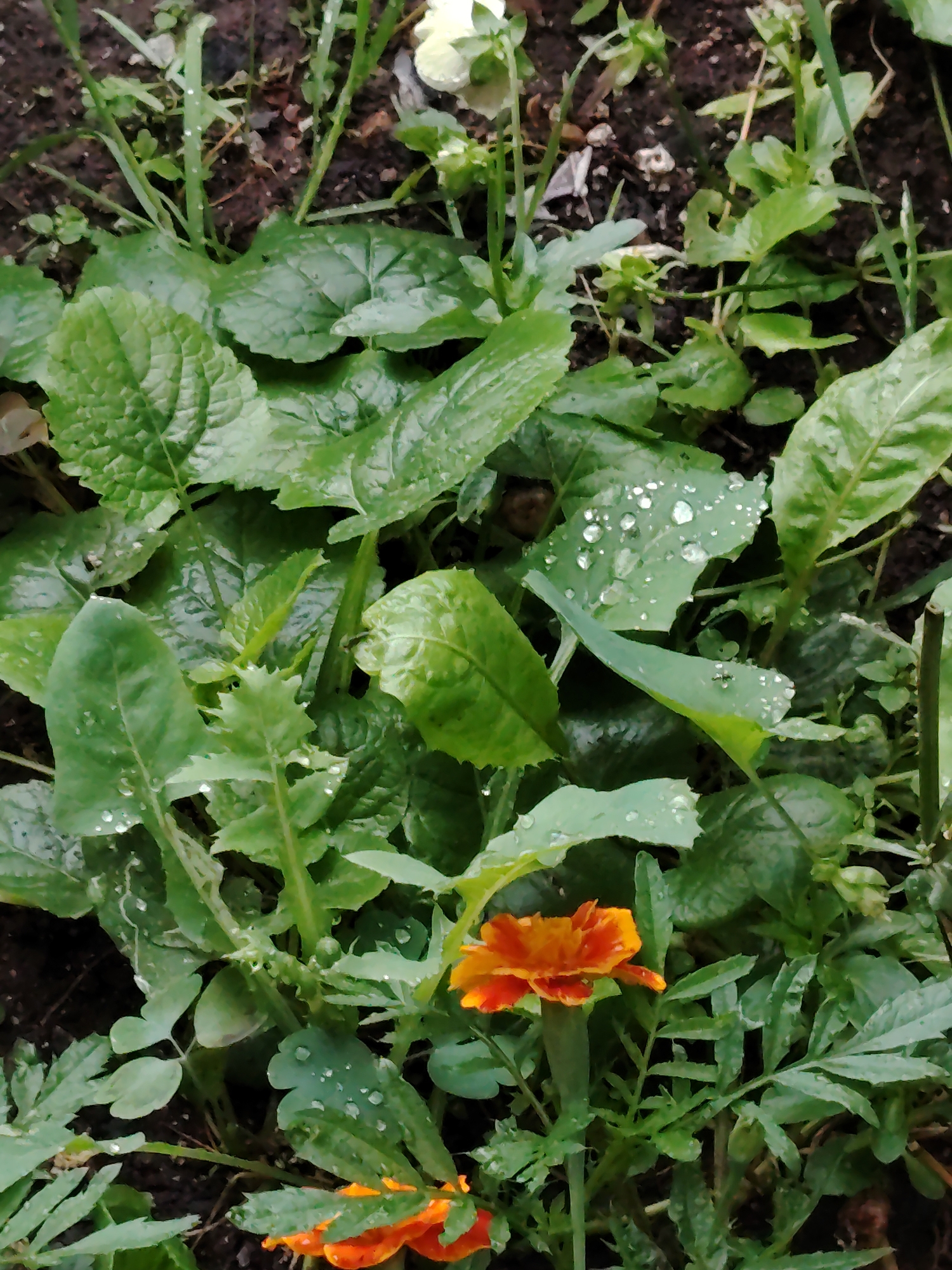 An overhead shot shows a patch of green foliage with dew drops on some leaves and two bright orange marigold flowers. The image is taken in Astana, Kazakhstan, in what appears to be a garden or park area. The soil is dark brown and visible between the plants. The leaves are a vibrant green, some with serrated edges, and others broad and smooth. The marigold flowers are in full bloom, with petals ranging from a deep orange to a lighter yellow at the tips. One flower is in the lower center of the frame, and another is visible in the lower left corner. The lighting suggests it is daytime, possibly after a rain shower given the dew.