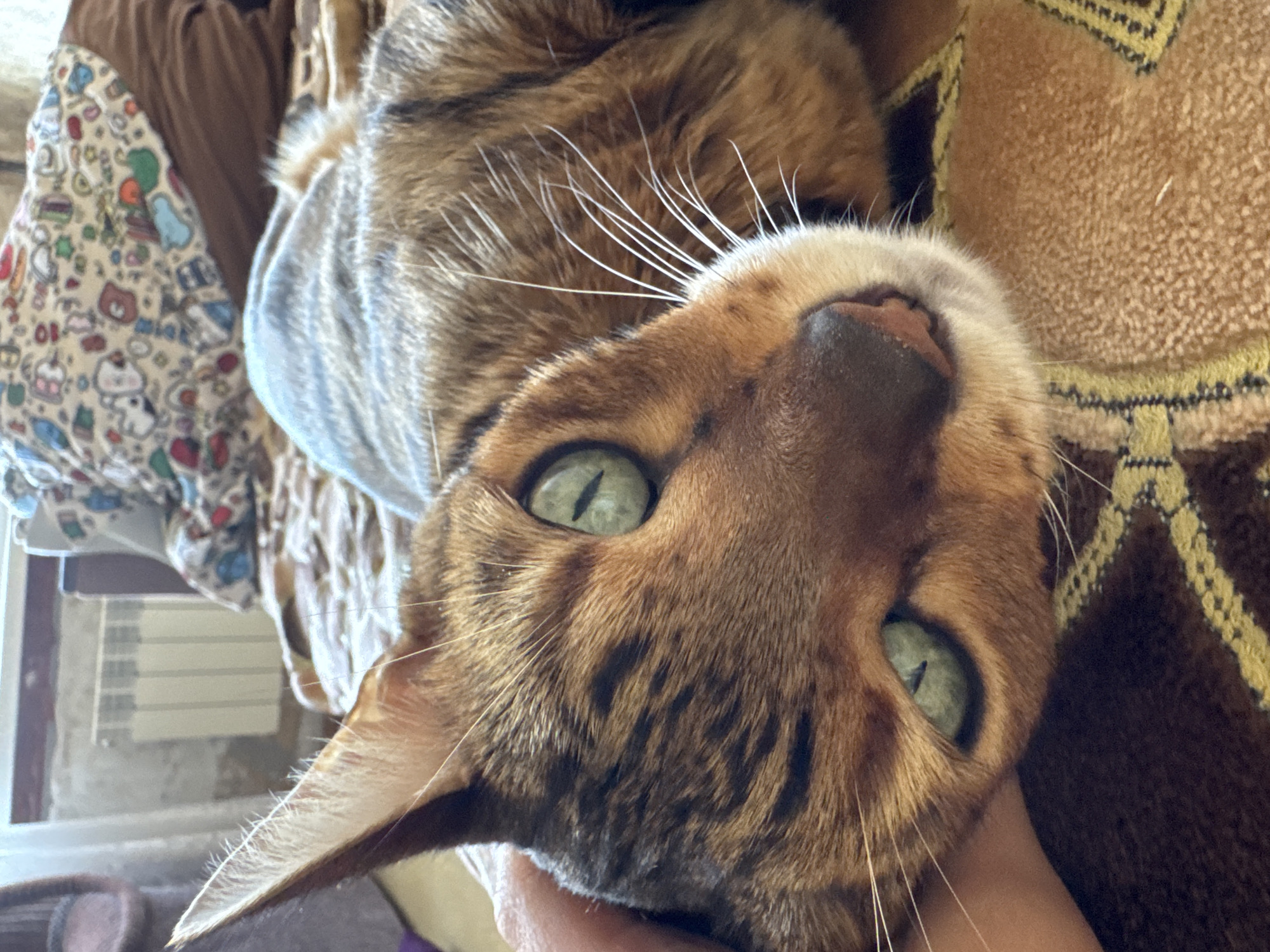 The image is a close-up, upside-down shot of a Bengal cat's face. The cat has striking green eyes with black pupils, and its fur is a mix of brown, tan, and black stripes. Its white whiskers are prominent against its face. The cat appears to be resting, possibly being held by someone, as a human hand is visible gently supporting its head.
In the background, out of focus, are several elements suggesting a domestic setting. To the left, there's a patterned fabric with small cartoonish designs, possibly from a blanket or pillow. Further back, a white radiator or vent is visible, and beyond that, a window with some light coming through. To the right of the cat, a textured brown blanket with a yellow geometric pattern is visible. The lighting suggests it might be daytime, but there are no strong indications of the weather or specific time of day. The cat's expression is calm and relaxed, with its eyes slightly narrowed. There is no visible text in the image.