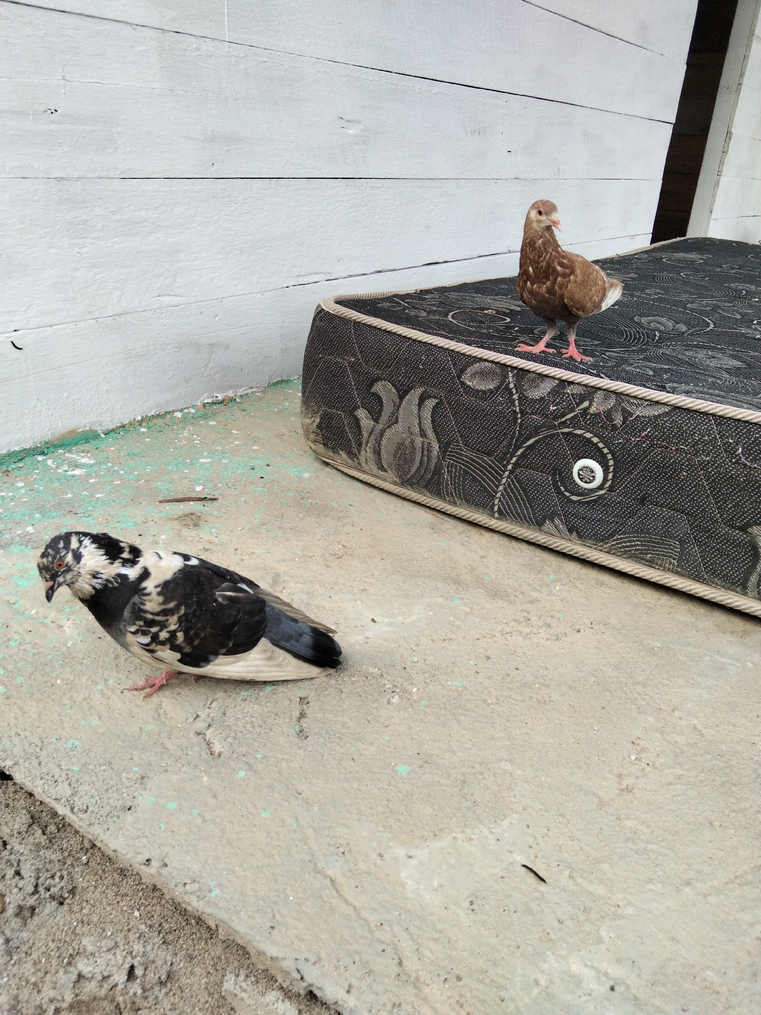 Two pigeons are present in the image. One pigeon is perched on an old mattress, while the other is on the ground in front of it. The mattress is dark with a floral pattern and sits on a concrete surface. In the background, a white wooden wall is visible, which appears to be part of an outdoor structure in Benuaraja, Indonesia. The ground is a mix of concrete and dirt, with some scattered green paint splatters. The scene suggests an outdoor, somewhat neglected environment.