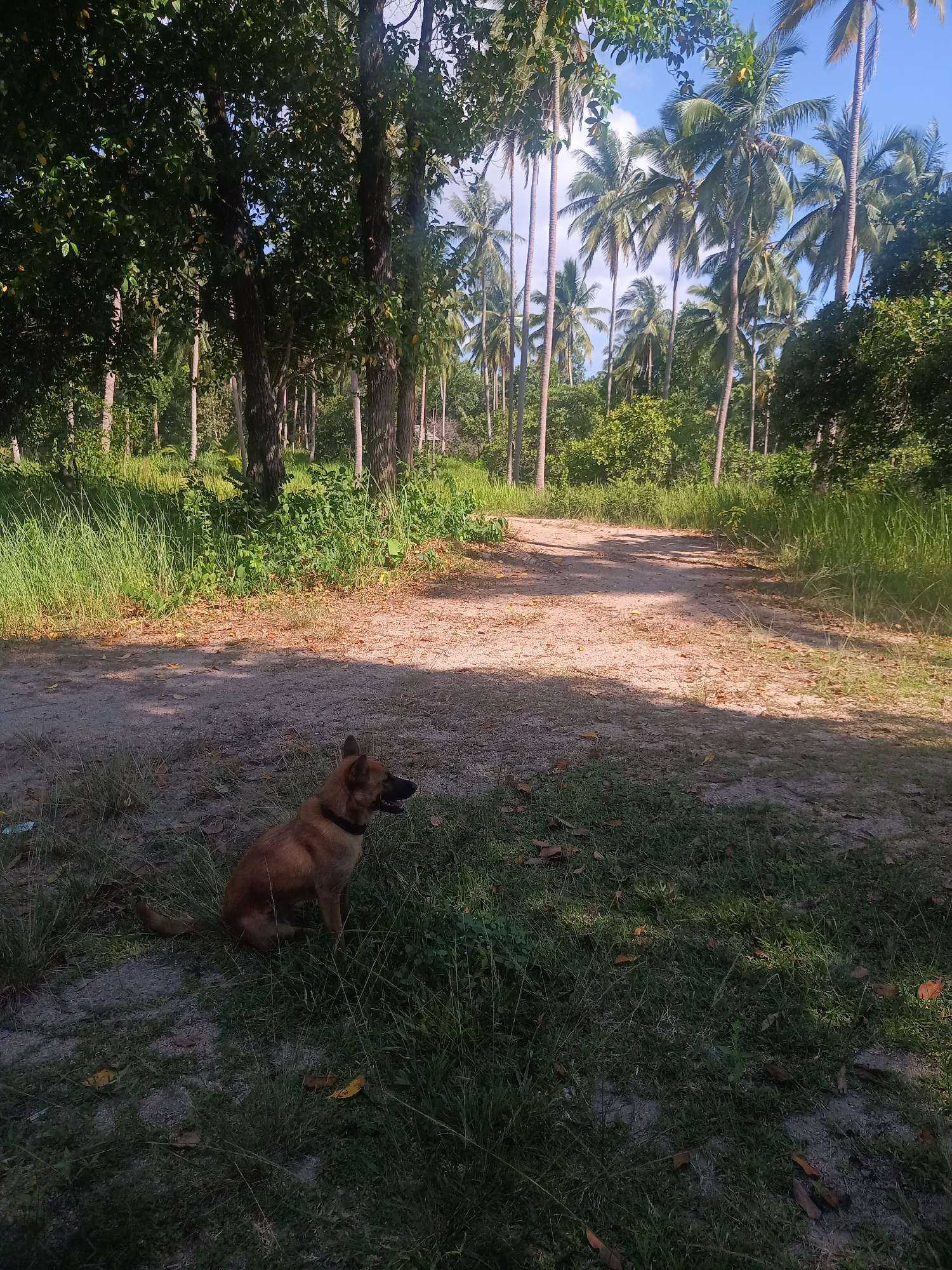 The image displays an outdoor scene featuring a dog amidst lush tropical vegetation and a dirt path. A medium-sized, reddish-brown dog, appearing to be a mixed breed with a dark collar, is seated in the lower-left foreground on patchy grass. The dog is looking towards the right side of the frame, with its mouth slightly open, appearing alert and relaxed.
A light brown dirt path curves from the bottom-center of the image towards the upper-right, receding into the background. The path is partially covered in shadows cast by the surrounding trees. Abundant green vegetation dominates the scene, with tall, slender palm trees visible throughout the midground and background, especially on the right side, suggesting a palm grove. Larger deciduous trees with dense canopies are present on the left side of the path, contributing to the dappled sunlight and shadows on the ground.
The ground cover consists of grass, sparse dirt patches, and scattered dry leaves. The sky, seen peeking through the tree foliage in the background, is clear blue with some white clouds. The strong shadows indicate a sunny day, likely late morning or afternoon. The overall impression is one of a peaceful, natural, and slightly wild rural environment, consistent with a tropical location like Baan Thong Nang, Thailand. There is no visible text in the image.