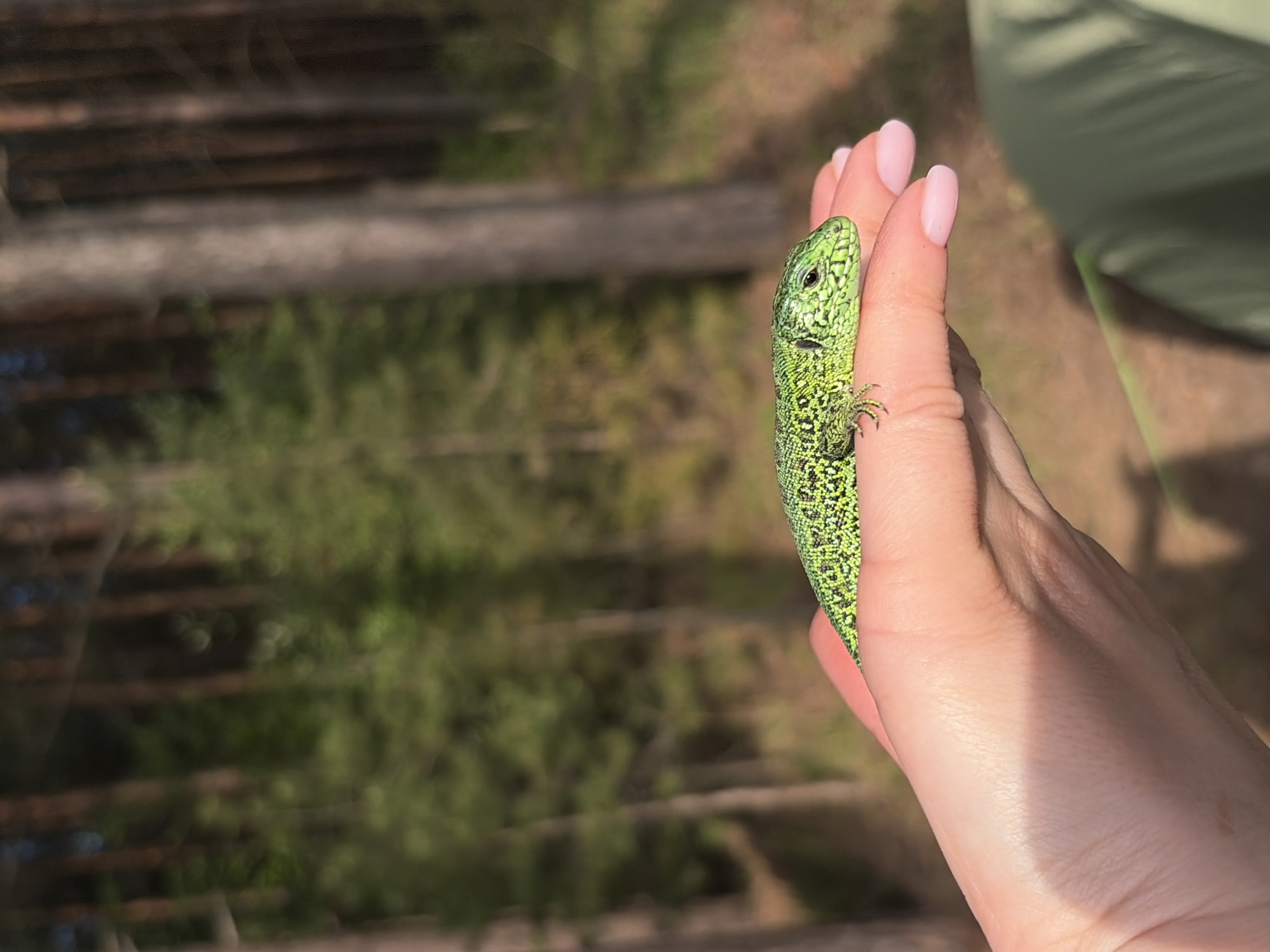 A bright green lizard clings to a hand with manicured nails, in a blurry outdoor setting. The background suggests a wooded area, possibly located in Забегаево, Russia, based on the prompt. The hand is pinkish and the lizard has intricate speckled patterns. A green fabric is visible in the upper right corner, possibly clothing.