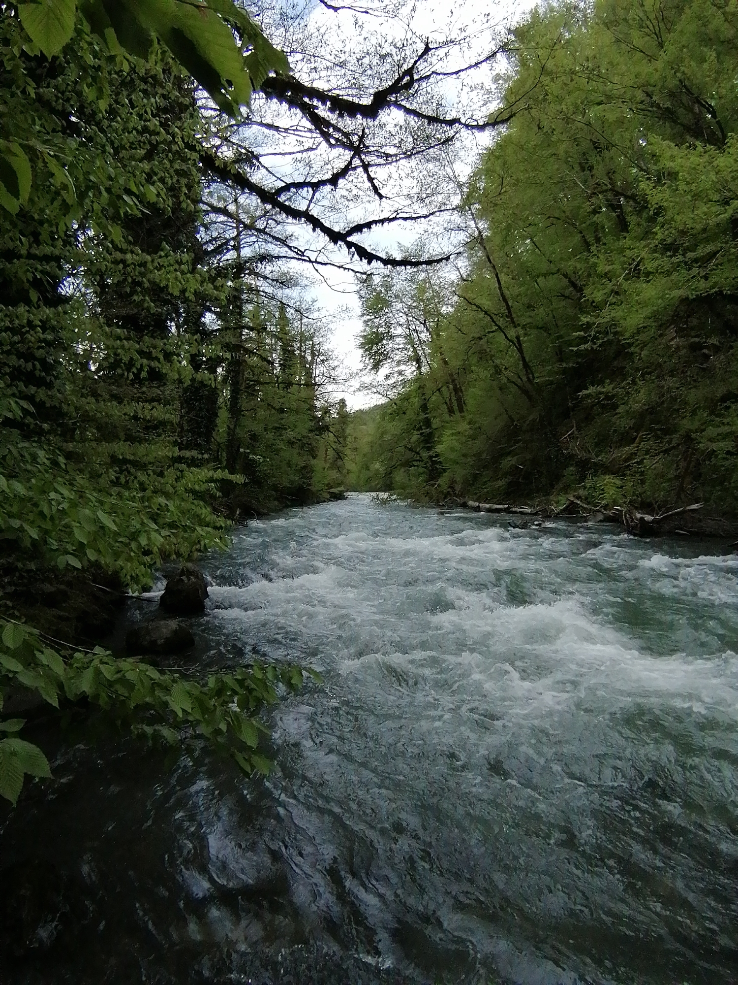 The image depicts a fast-flowing river cutting through a dense forest landscape. The river water appears turbulent, with visible waves and ripples. Lush green trees line both banks of the river, their branches creating a canopy overhead. The location is likely in Chvizhepse, Russia. No people or animals are visible in the frame. Debris is observed in the water and the trees are of the deciduous variety. The weather appears overcast.