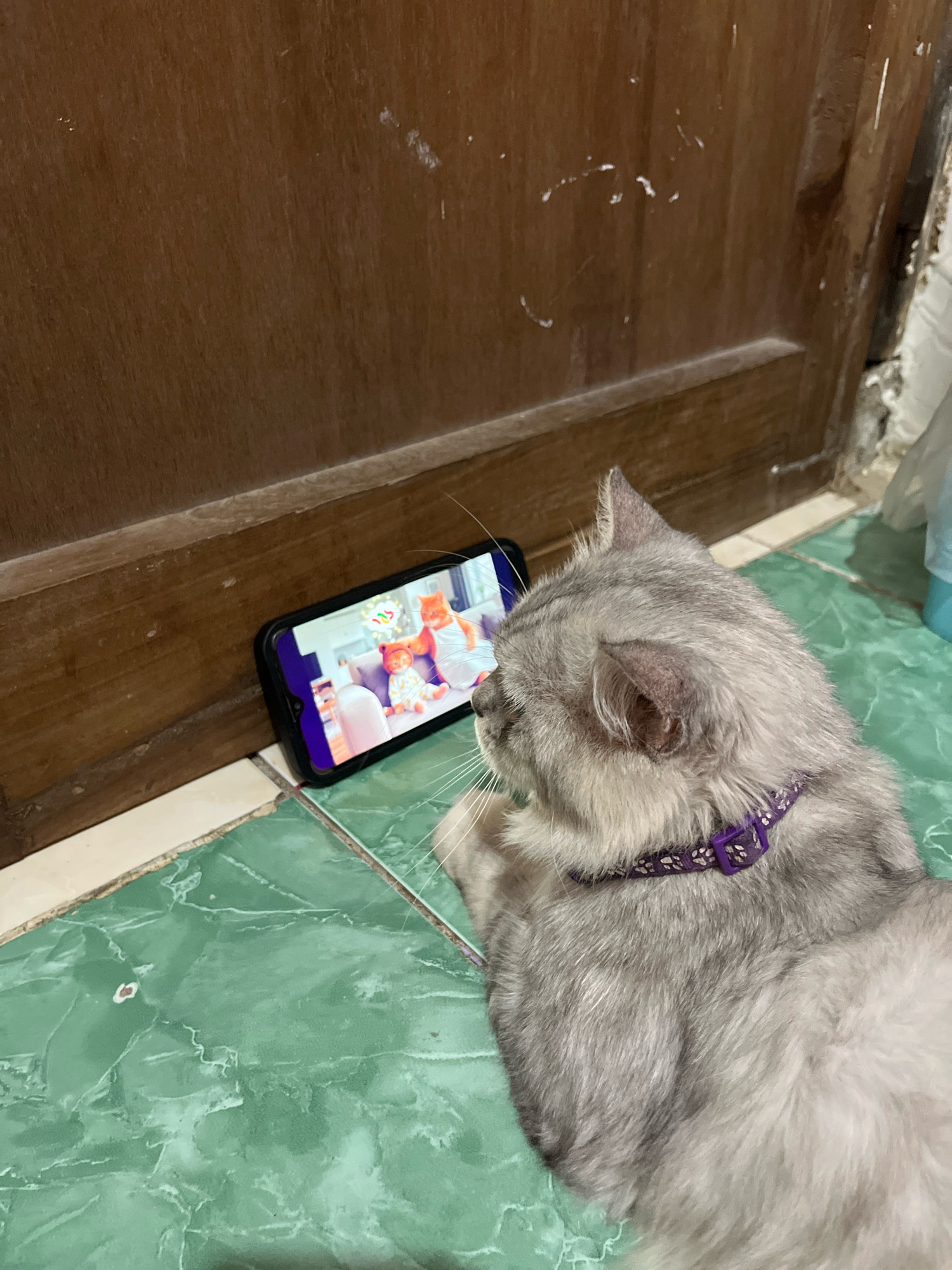 A grey cat with a purple collar is lying on a green tiled floor, facing a smartphone that is displaying a video of two cartoon cats. The smartphone is placed upright on the floor. The background consists of a wooden door with white scuff marks. The scene appears to be indoors, possibly in Jatirogo, Indonesia, given the context provided. The lighting is dim, and the image is taken from a slightly elevated angle, focusing on the cat and the phone.