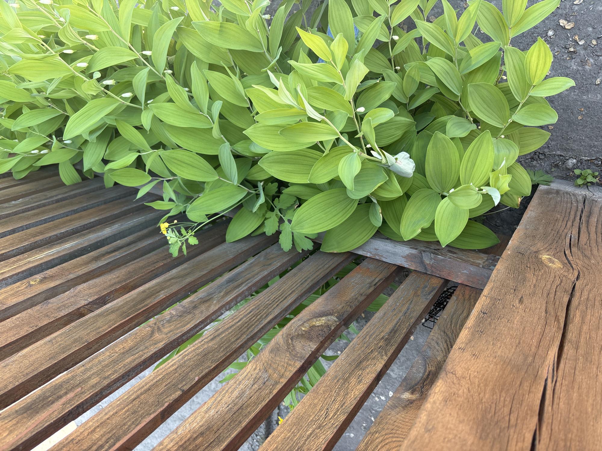 The image depicts a close-up, downward-angled view of a wooden fence bordering a dense cluster of foliage in Зелёное, Russia. The left half of the frame is dominated by a weathered wooden fence or trellis, constructed from parallel, dark brown wooden slats oriented diagonally from the upper left to the lower right. The wood displays prominent grain, knots, and evidence of aging. The right half of the frame features a robust growth of *Polygonatum multiflorum* (Solomon's Seal), characterized by numerous vibrant green, ovate leaves arranged alternately along stems, with small, pendulous, bell-shaped white-to-cream flowers visible beneath the leaves. A single *Chelidonium majus* (Greater Celandine) plant, identifiable by its lobed leaves and small yellow flower, is situated behind the wooden slats, near the center. The ground visible beneath the plants and through the fence slats is dark grey/black, consistent with soil or asphalt, interspersed with small light-colored pebbles and debris. The scene is illuminated by natural daylight, casting brighter highlights on the upper right foliage. No individuals or animals are present.
