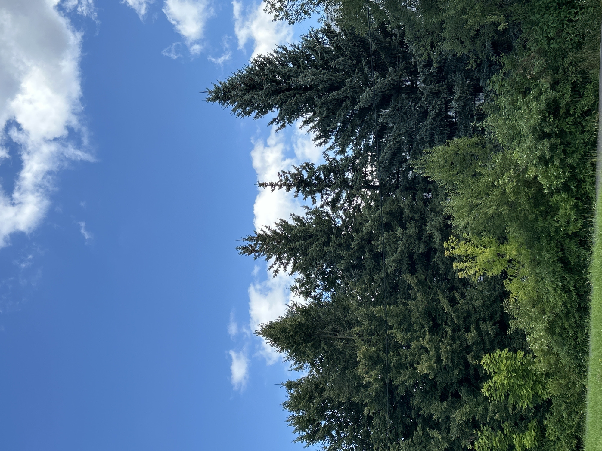 The image depicts a landscape scene featuring a line of evergreen trees, predominantly firs and spruces, with their dark green foliage contrasting against a bright blue sky dotted with white, puffy clouds. The trees vary in height and density, forming a natural barrier or edge. In the foreground, there is lush green grass and some smaller bushes. The scene appears to be outdoors, possibly in a park or a residential area with abundant greenery. There are no people or animals visible in the image, and no specific actions are taking place. The overall impression is one of a peaceful, natural setting on a clear day. It is not possible to determine the specific location within Zelenograd, Russia from the visual information provided.