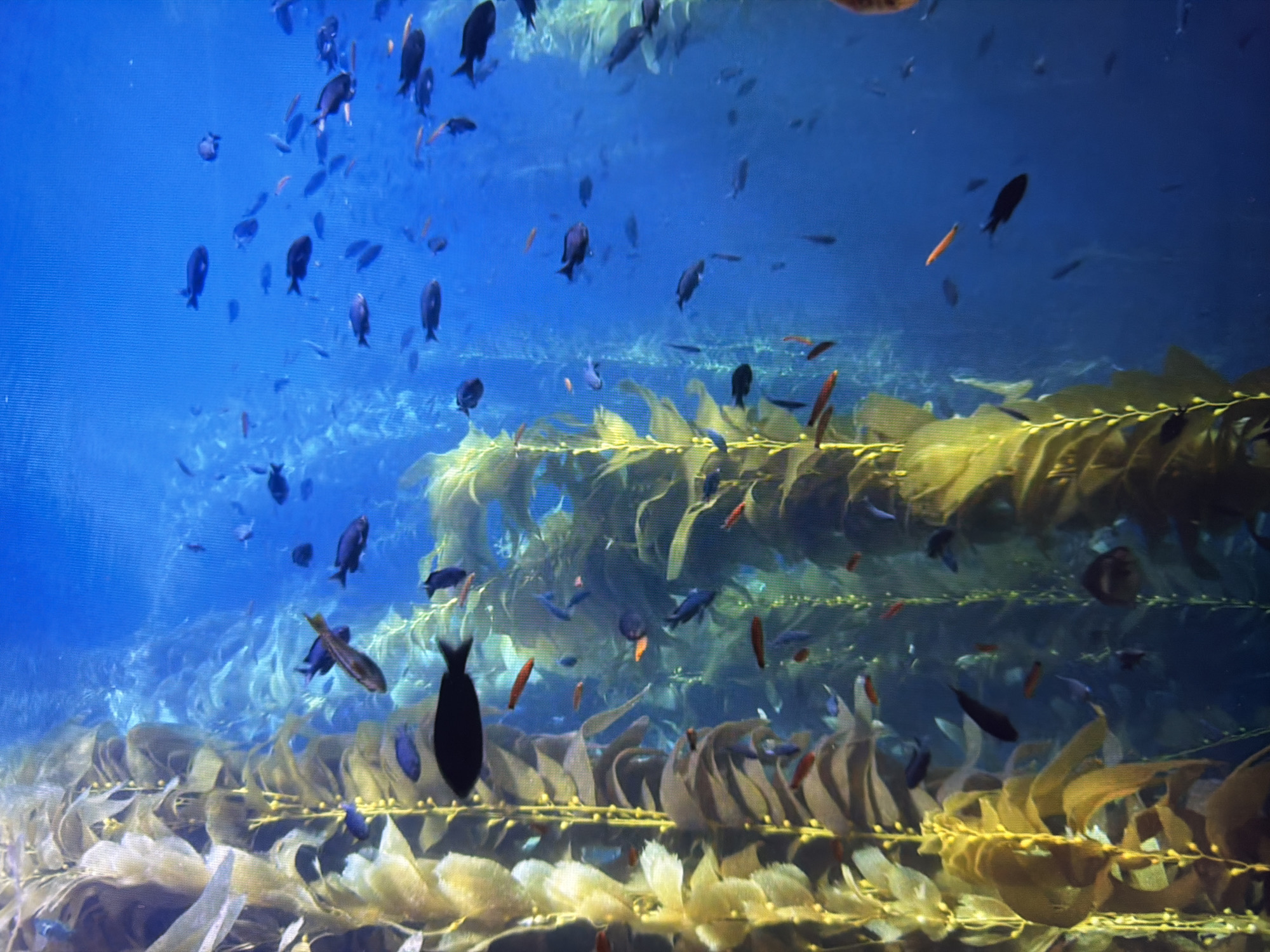 The image depicts an underwater kelp forest scene with numerous fish swimming among the kelp fronds. The kelp is tall and appears to be growing vertically, with large, broad leaves in shades of yellow and brown. The water is a clear, vibrant blue. Various fish of different sizes and colors, predominantly dark blue and black, are scattered throughout the frame, some appearing to be schooling or swimming individually. There are also smaller, reddish-orange fish visible. The scene is captured from a perspective looking into the water, with the kelp extending from the bottom of the frame upwards. There is no indication of people, specific actions, or interactions. The image is a snapshot of a natural aquatic environment. The prompt requests this image be described in the city of Kyiv, Ukraine, however, there is no visual information within the image that would suggest this location.