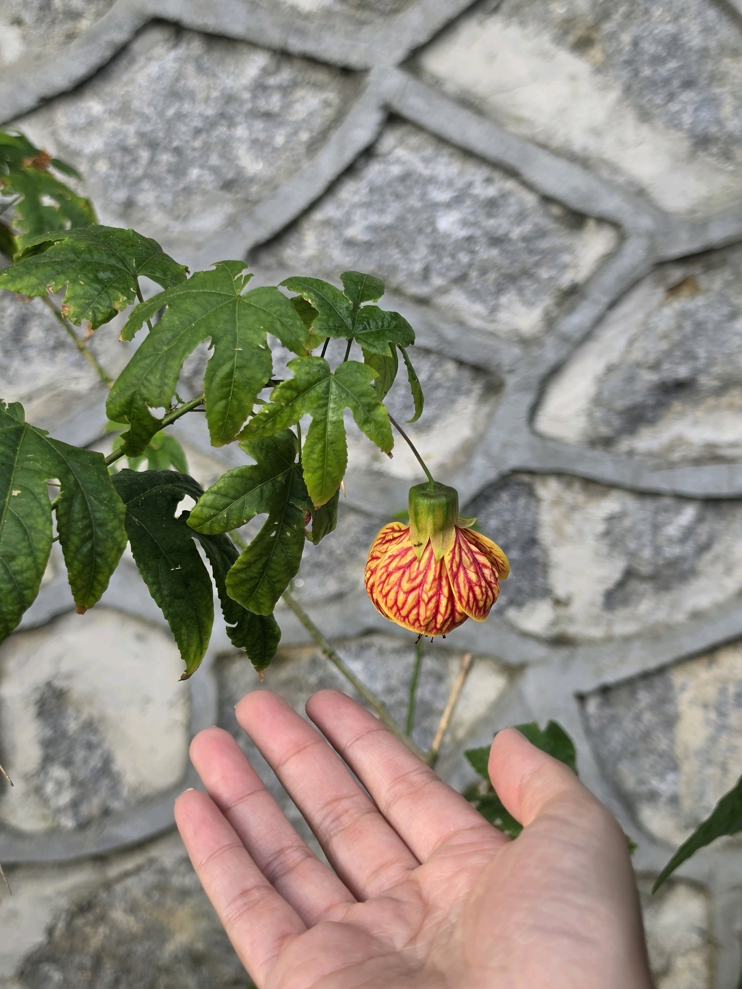 In George Town, Malaysia, a hand is extended towards a flowering plant with a bell-shaped bloom of red and yellow stripes. The plant has lobed green leaves and is positioned in front of a stone wall. The background consists of roughly cut, grey stones fitted together with mortar. The lighting suggests it is daytime, possibly late afternoon due to the soft shadows.
