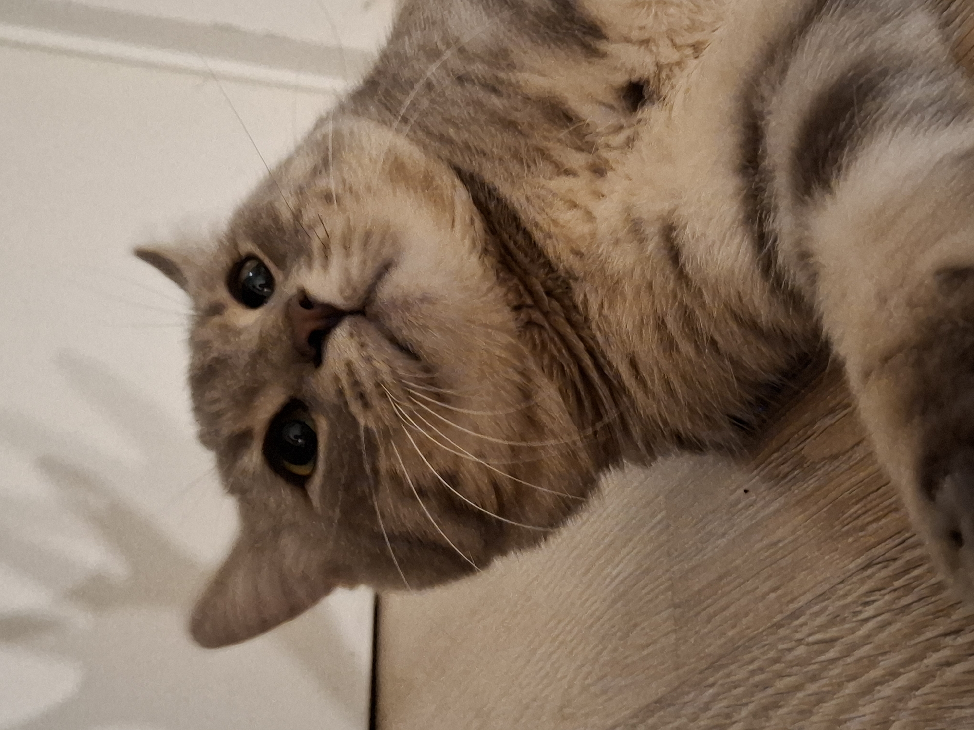 A domestic cat with gray and tan tabby markings lies on a light brown wooden floor, its body angled towards the lower right of the frame. The cat's head is tilted upwards, with its gaze directed slightly off-camera to the upper right. Its eyes are wide and dark, and its whiskers are prominent. The background consists of a wall with subtle shadows, suggesting indoor lighting conditions. The scene is devoid of human presence and any identifiable landmarks within Zemun Urban Municipality, Serbia.