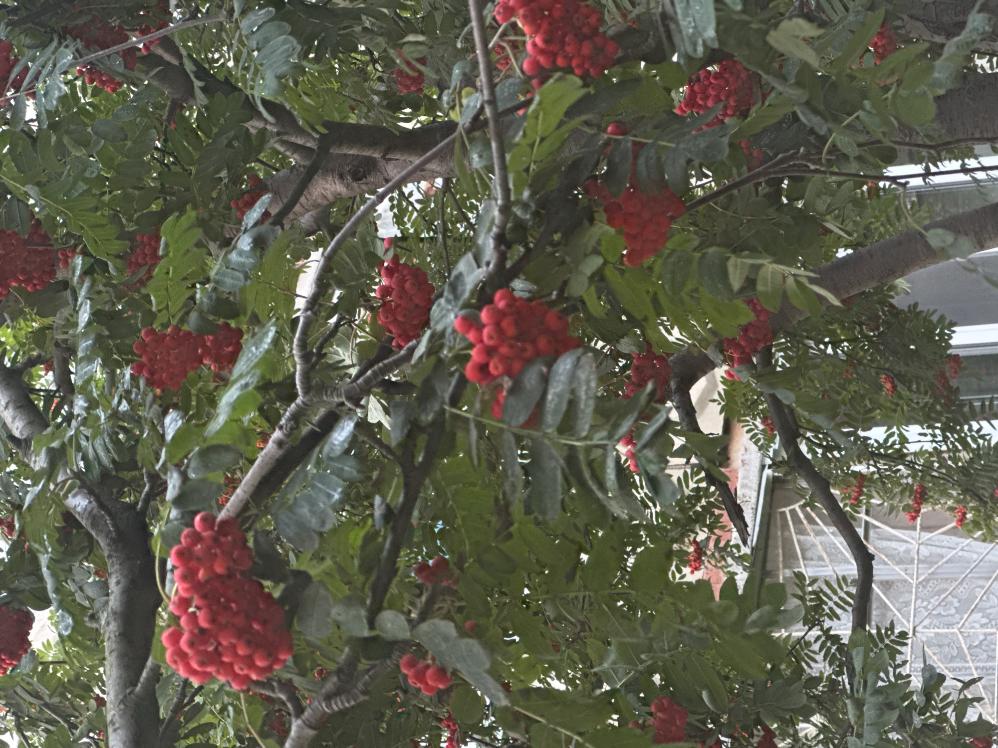 The image shows a close-up view of a rowan tree laden with clusters of bright red berries. The tree's branches, covered in green leaves, dominate the foreground, with several large clusters of berries clearly visible. In the background, out of focus, appears to be the side of a building with a window covered by a decorative grill. The scene is likely outdoors, given the presence of the tree and natural light. Without specific landmarks, it is impossible to determine if this image was taken in Ufa, Russia.