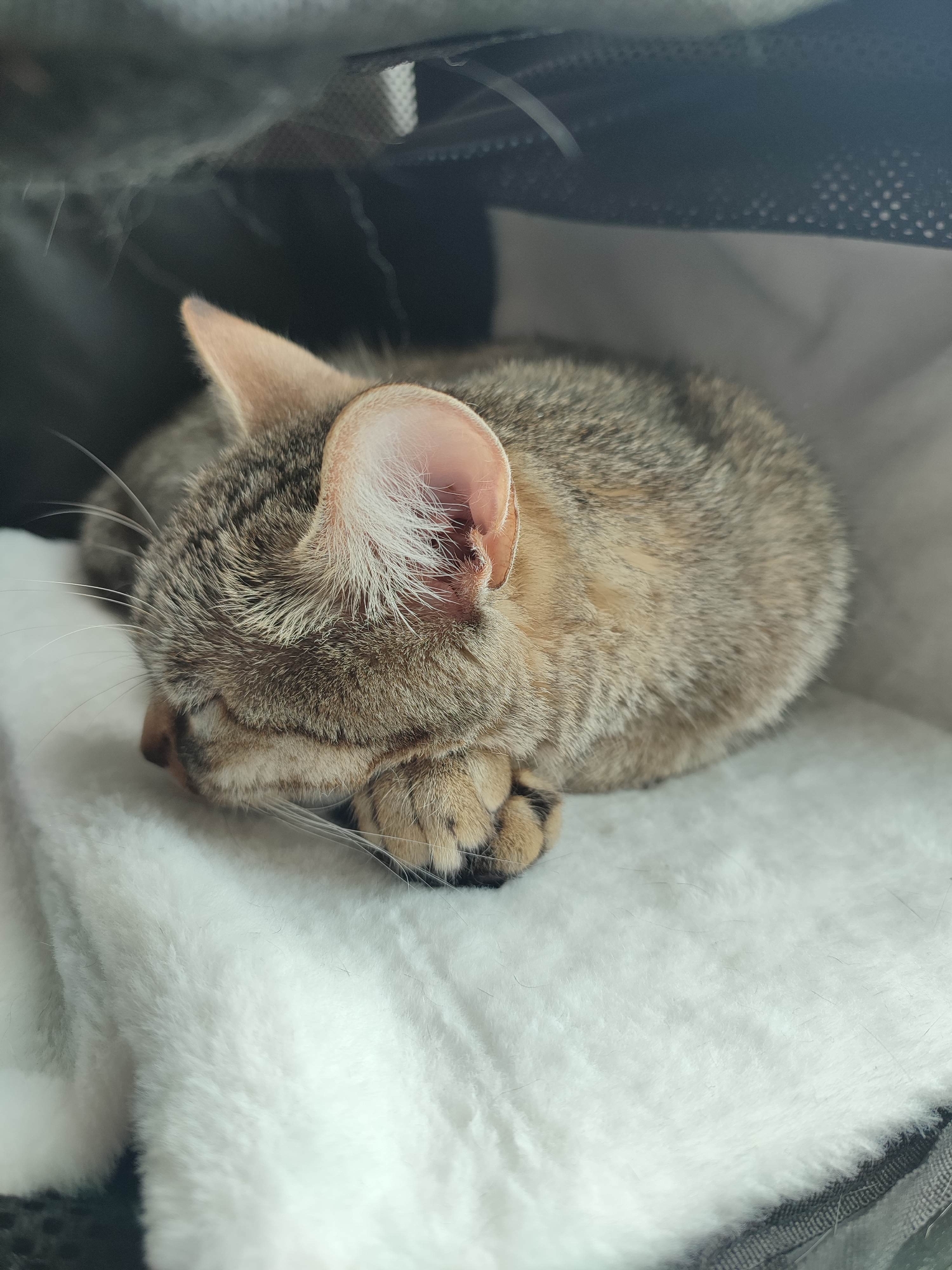 A medium shot depicts a cat sleeping on a white, fluffy surface, possibly a blanket or cushion. The cat has a light brown, tabby-like coat with dark brown stripes. It is curled up, with its paws tucked under its face. The background is dark, with some mesh-like material visible, suggesting the cat may be in a carrier or enclosed space. The cat's ear is prominent and shows white fur inside. The location is Unknown, Unknown.