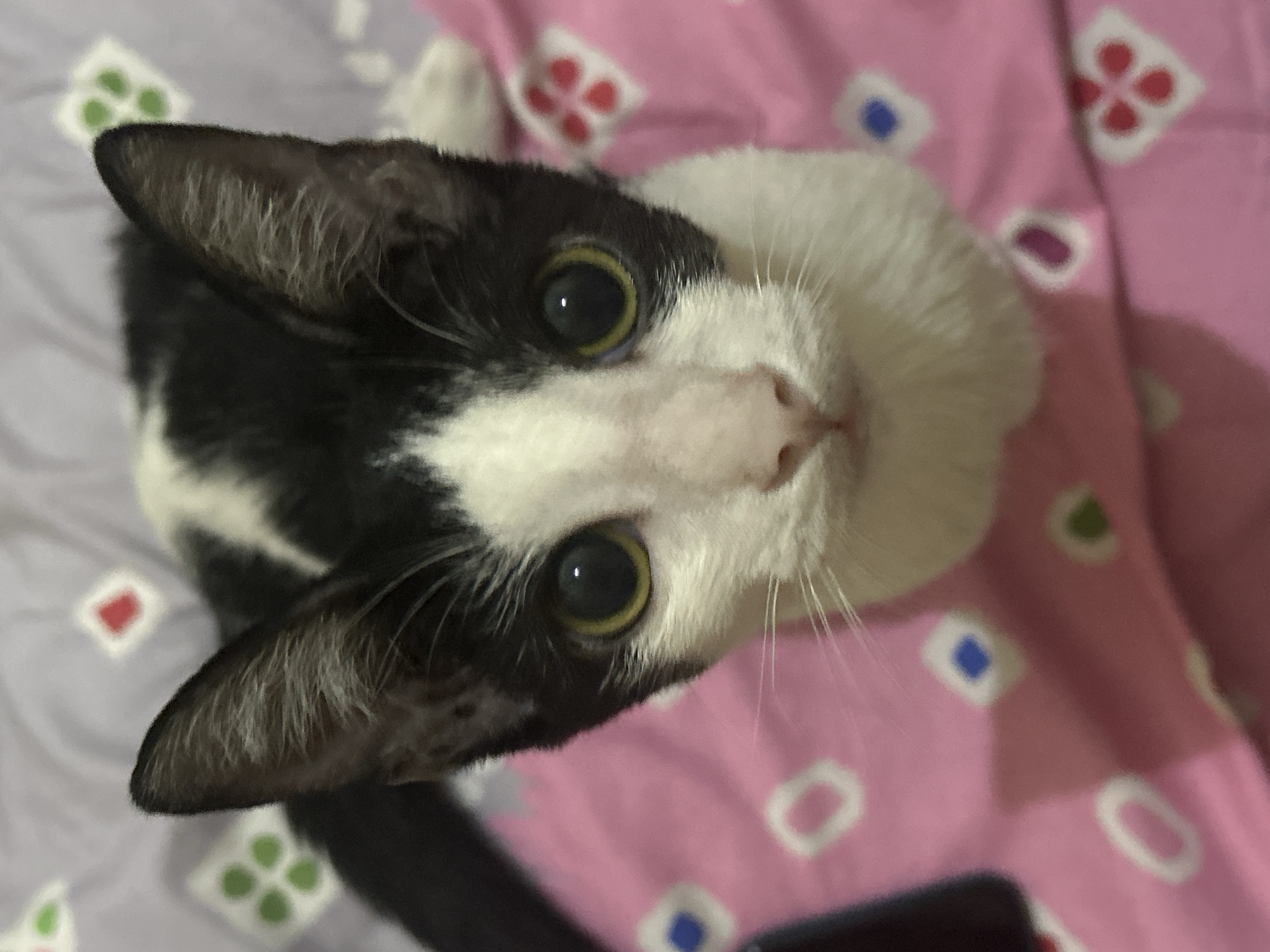 A black and white kitten with large, green eyes looks directly at the camera from a pink blanket with a diamond pattern. The kitten's face is white with black markings on its head and ears, and a black stripe down its back is visible. The background consists of a blurred pattern of green, red, and blue diamonds on a light purple surface. The image does not provide information about its location in Makassar, Indonesia.