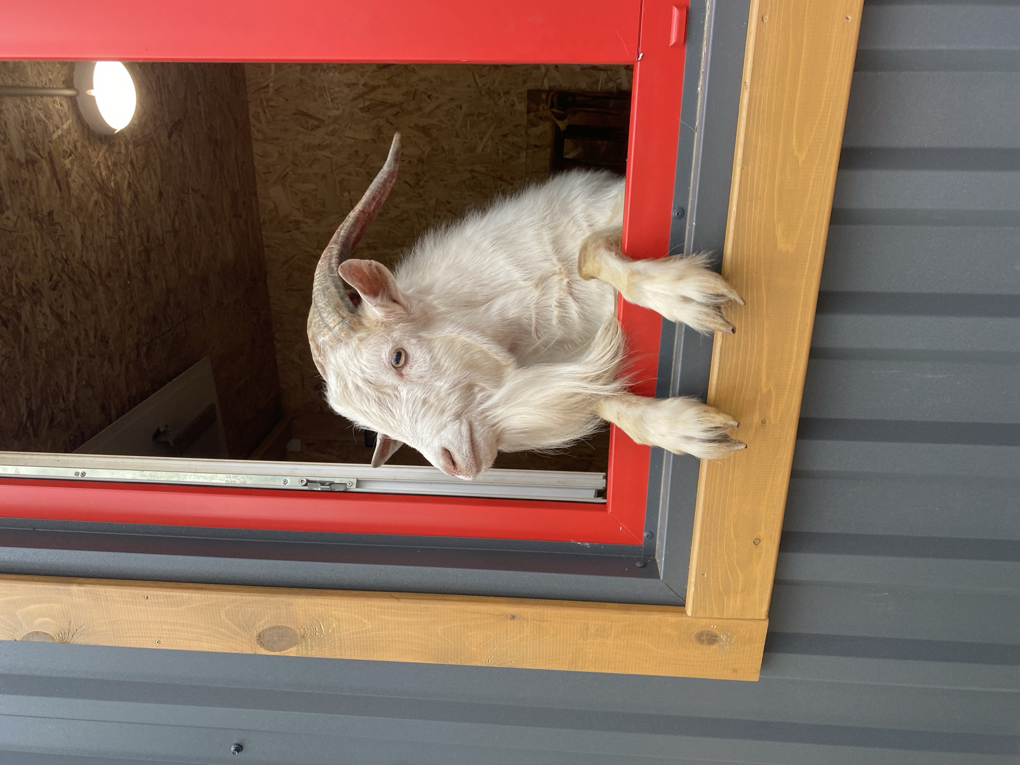 A white domestic goat, featuring a shaggy beard and visible curved horns, is depicted leaning out of a bright red-framed window. Its front hooves rest on the lower red window frame, and its head is turned to the left, as if observing something outside the frame. The building's exterior is clad in dark gray corrugated metal siding, complemented by natural light-brown wooden trim pieces around the window. The interior visible through the open window reveals walls and a ceiling made of Oriented Strand Board (OSB), with a single illuminated circular light fixture mounted on the ceiling. The specific location in Tyumen, Russia, is not visually identifiable within the image content.