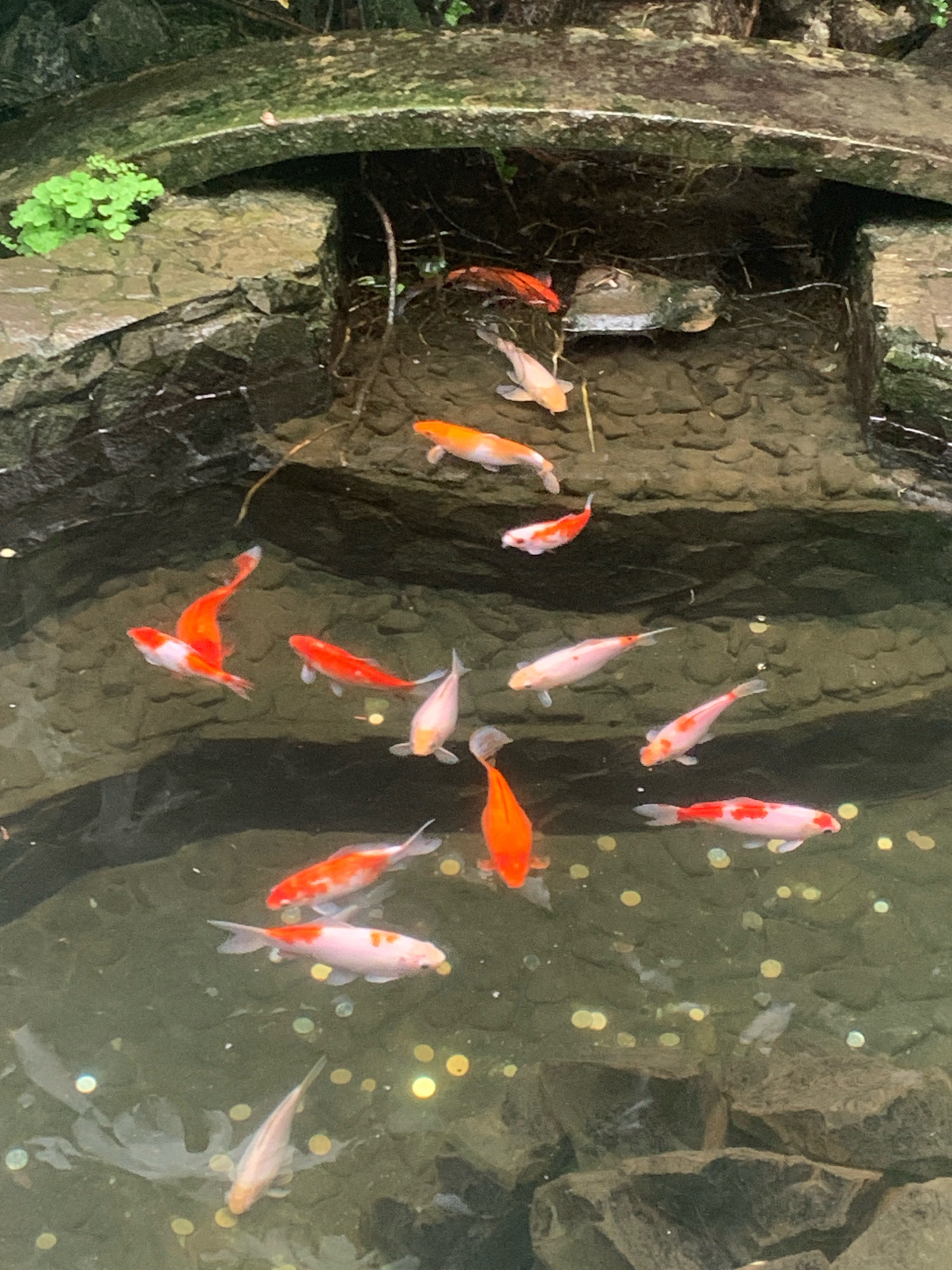 The image shows a koi pond with several koi fish swimming in it. The pond is surrounded by rocks, and there is some greenery at the top of the frame. The water is clear, and the fish are colorful, with shades of orange, white, and pink. Some coins are visible at the bottom of the pond. There are no people or other animals visible in the image. The setting appears to be a natural or semi-natural environment, possibly a garden or a park. The image does not contain any information to suggest a specific location within the city of Lviv, Ukraine, or any other city.