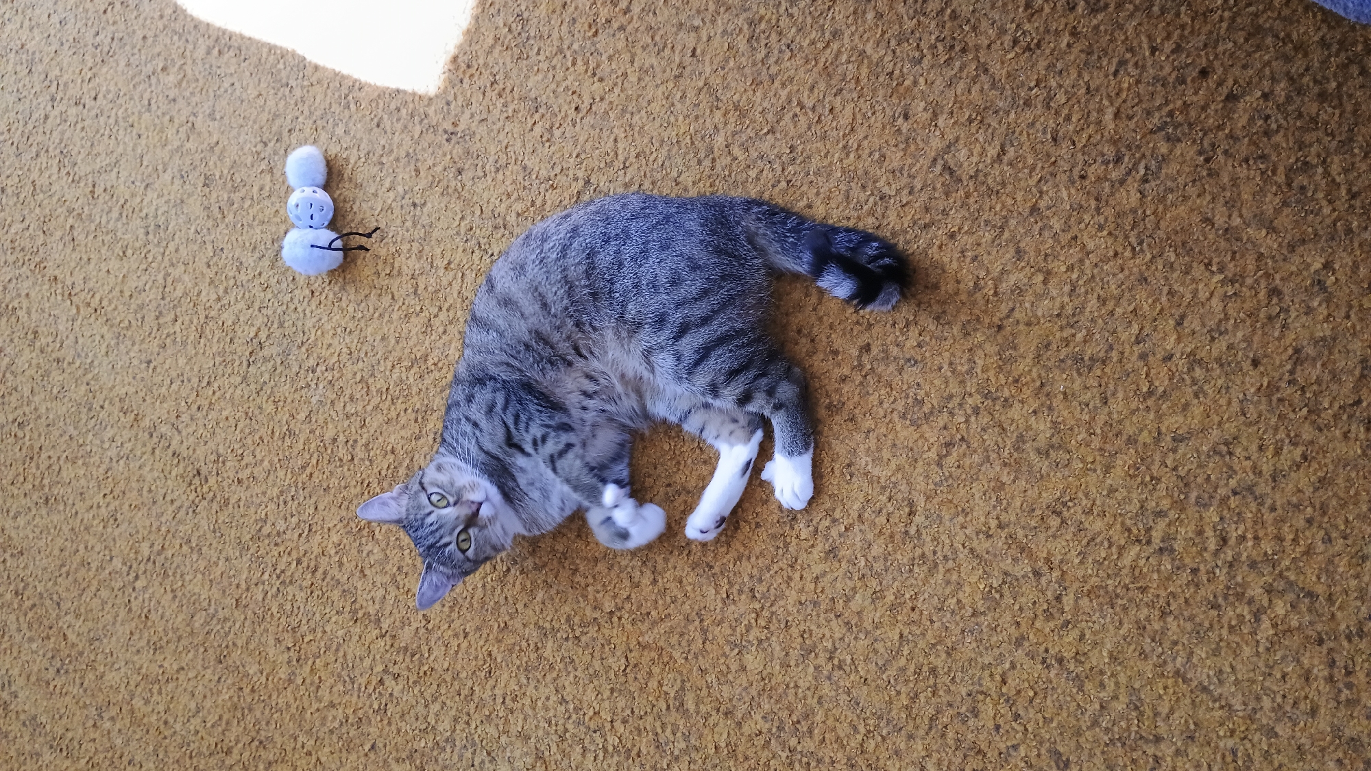 A tabby cat with white paws and chest is lying on a textured, yellowish-brown carpet. The cat is on its side, with its head turned towards the camera. A small, light-colored cat toy, resembling an insect with black string legs, is on the carpet to the upper right of the cat. The scene appears to be indoors, possibly in a residential setting, and there is a bright patch of light on the carpet to the right, suggesting a light source like a window. The cat's pose and relaxed demeanor suggest it is comfortable and possibly playing or resting. There is no information available about the location being in Sokolov, Czechia.