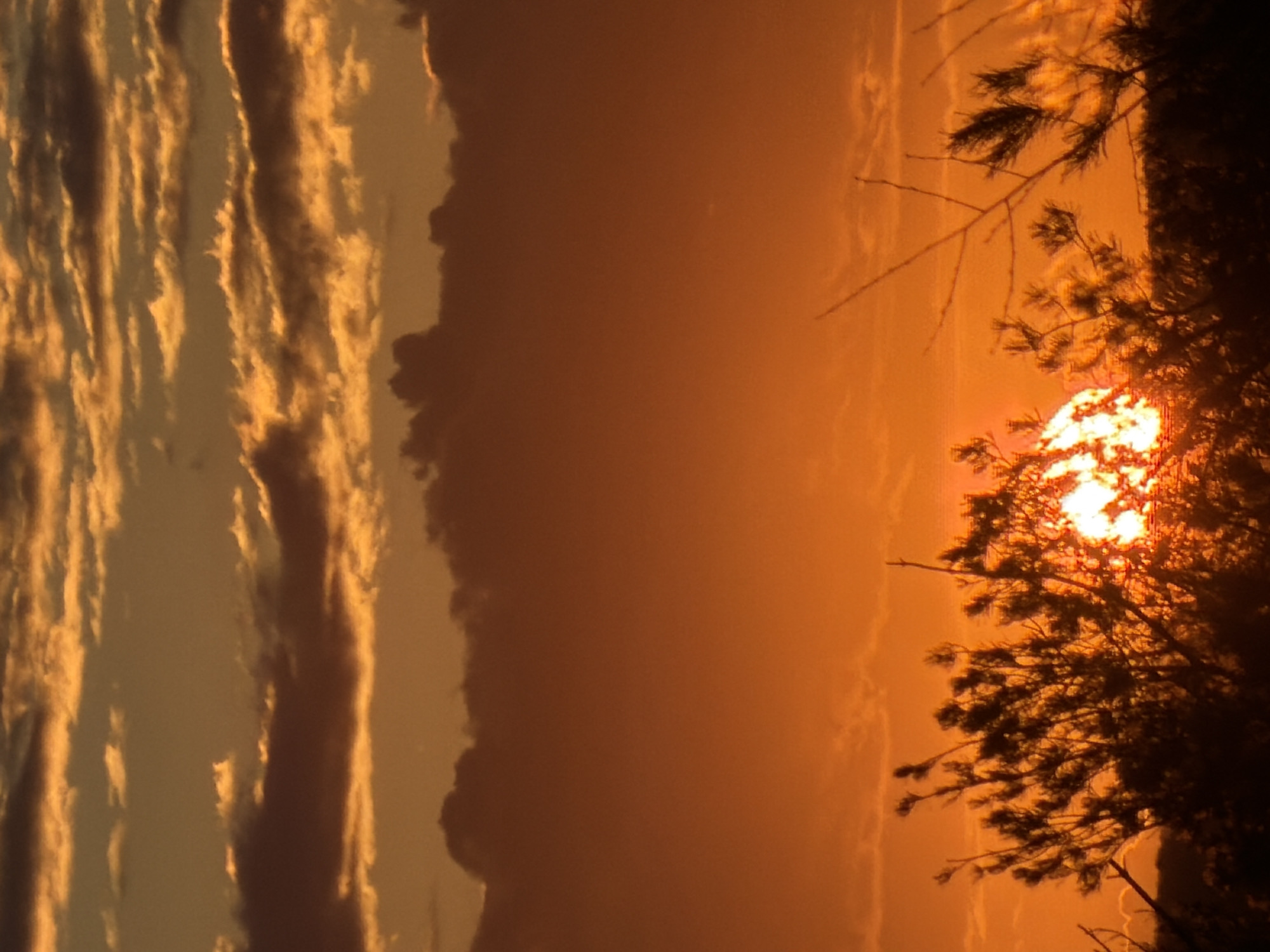 The image captures a striking natural scene of a sunset or sunrise, presented in portrait orientation. The right side of the frame is dominated by the brilliant, glowing sun, which is partially obscured by the dark silhouette of a tree. The sky immediately surrounding the sun is awash with intense orange and yellow light, indicating a powerful light source. Moving left across the frame, the sky transitions through vibrant orange to a more muted, darker orange and brown.
On the far left, long, vertical cloud formations are prominent, appearing as bright, golden-orange streaks and patches, illuminated from behind by the distant sun, contrasting with darker, shadowed cloud masses. The tree, likely a conifer with discernible needle-like foliage, occupies the right edge and extends towards the center, its dark branches and leaves forming intricate patterns against the radiant backdrop.
The strong contrast between the bright sky and the silhouetted tree creates a dramatic effect. This serene yet fiery moment, characterized by warm, intense hues, showcases the beauty of crepuscular light. The setting is a natural landscape, with the location context provided as Chaikovsky, Russia. No human figures or discernible text are present in the image.