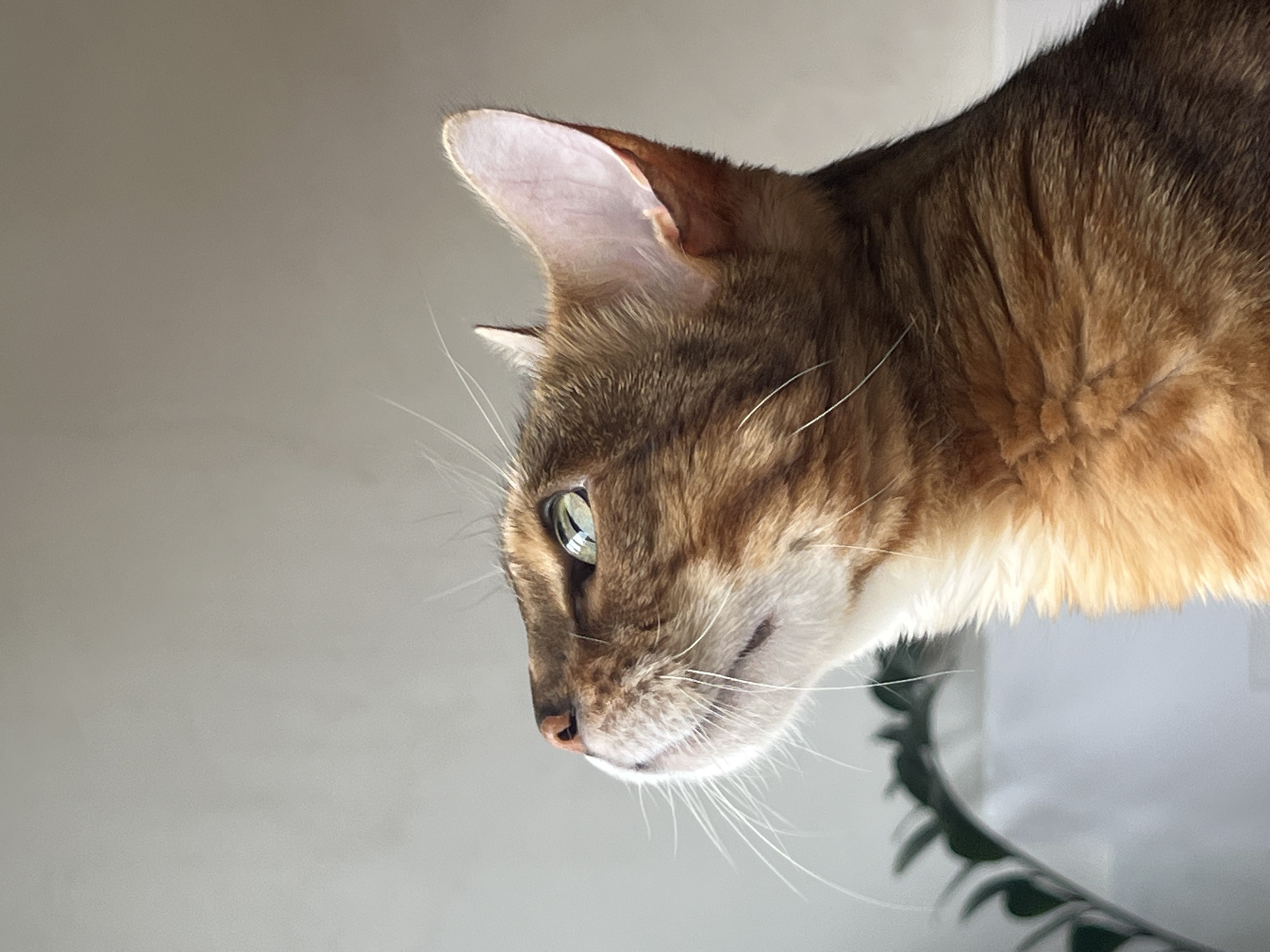 A close-up, profile shot captures a Bengal cat's head and upper body against a neutral, out-of-focus background. The cat is looking upwards and to the left, with its green eyes reflecting light. Its fur is a mix of warm brown and black stripes, with lighter fur around its muzzle and chest. The cat's left ear is visible, showing its light pink inner ear. A faint outline of a green plant is visible in the lower left corner of the image. The lighting suggests an indoor setting, possibly near a window. There is no indication of the city of Yekaterinburg, Russia.