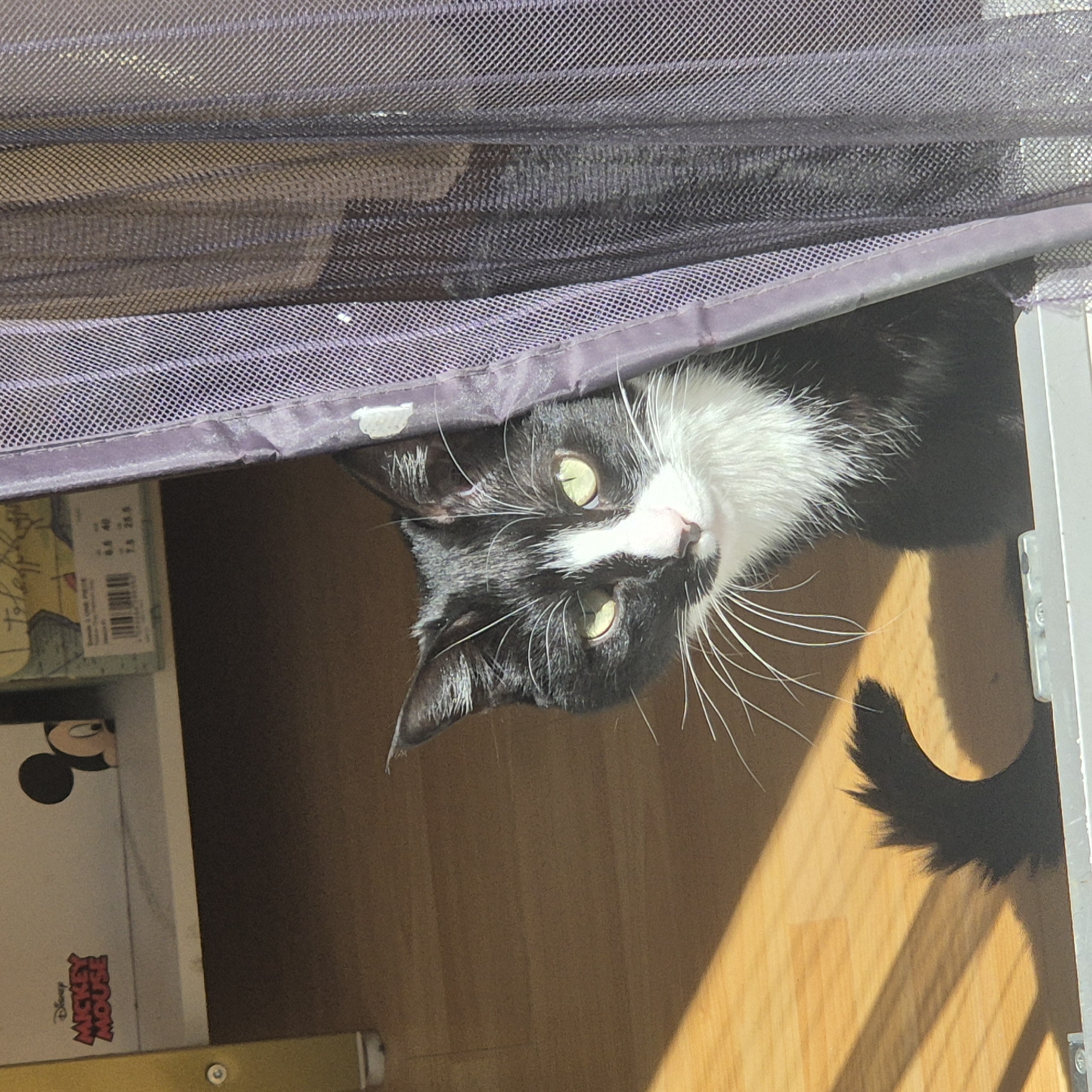 A black and white cat with green eyes peers downward from beneath a partially visible purple mesh screen. The cat's whiskers are prominent, and its tail is slightly visible on the right side of the frame. Below the cat, a wooden floor is illuminated by a ray of sunlight. To the left of the cat, a box with a cartoon image, possibly Mickey Mouse, is visible. There's no evidence suggesting the location in the city of Strasbourg, France.