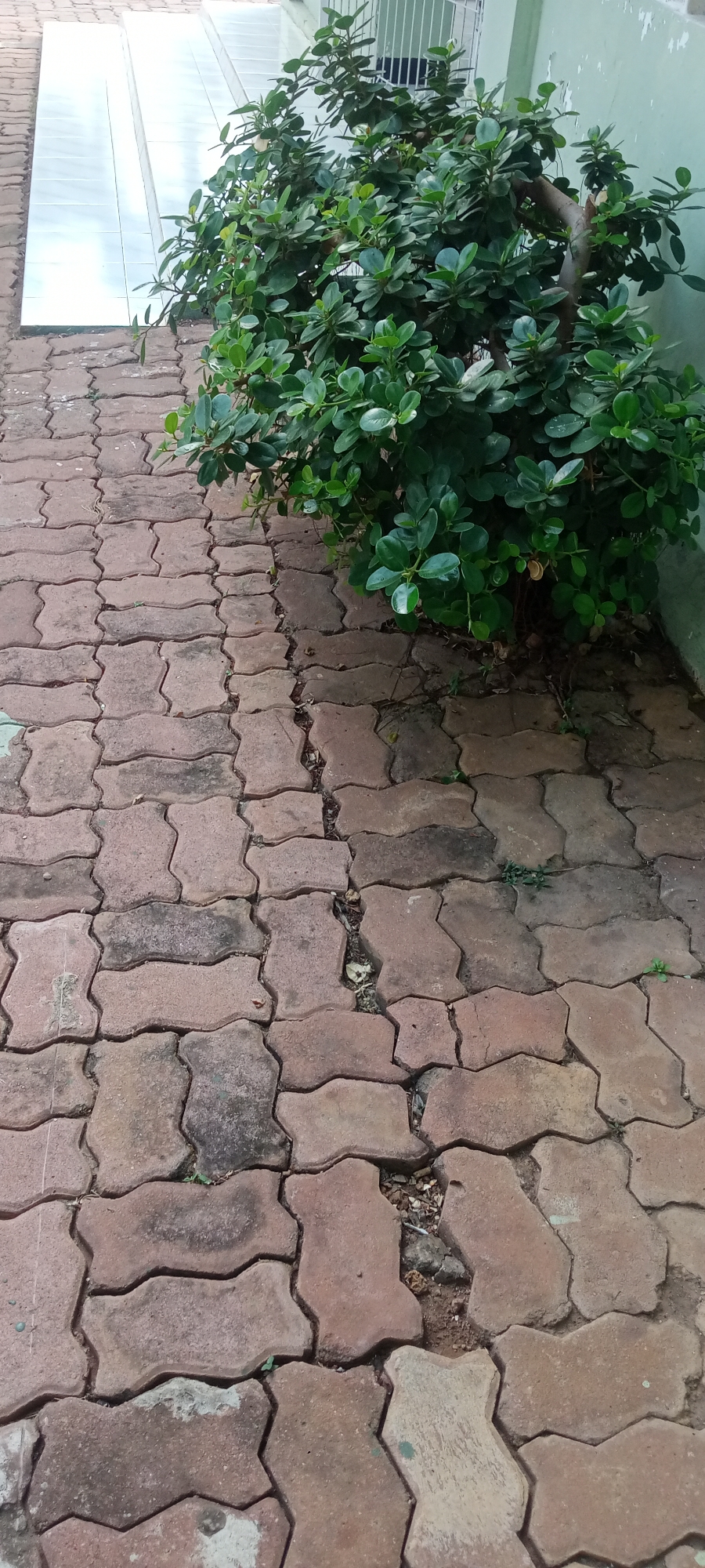The image shows a paved walkway made of interlocking red bricks. A green leafy plant is growing next to the walkway. The walkway appears to be located outdoors, possibly in a public space such as a park or a sidewalk. There is a ramp on the left side of the walkway. The environment appears to be warm and possibly humid given the lushness of the plant. No people are visible in the image.