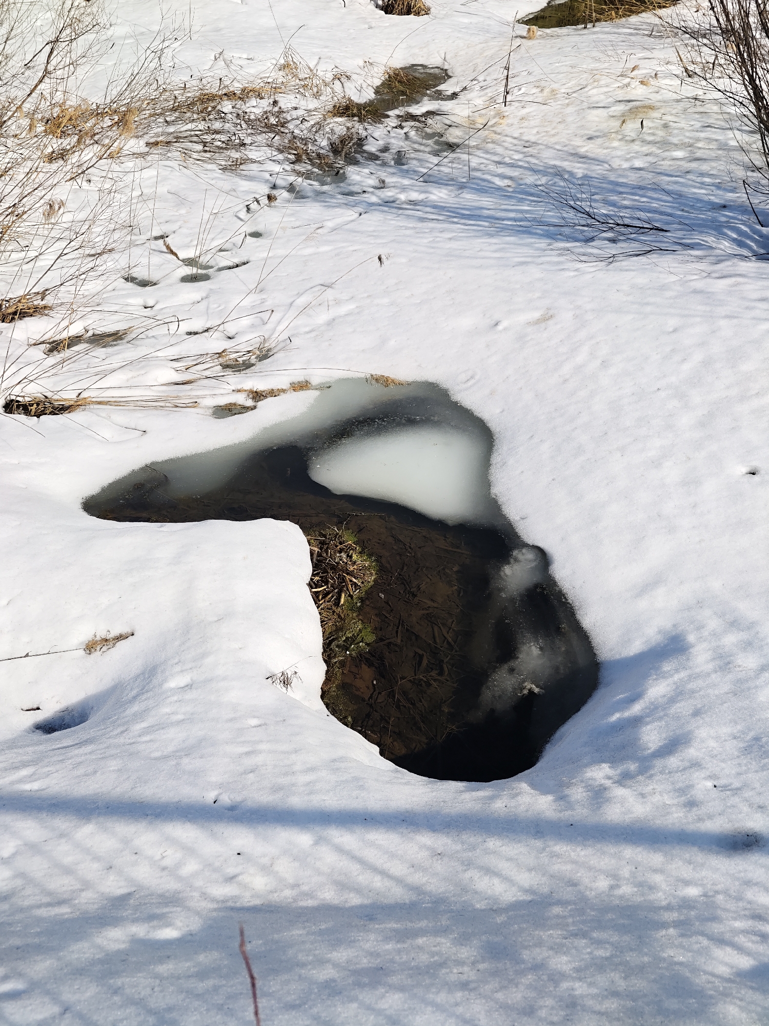 The scene depicts a snow-covered natural environment in Уральское, Russia, under clear daylight conditions, indicative of a late winter or early spring thaw. A prominent, irregularly shaped body of open water with dark sub-surface features is positioned centrally, partially covered by several distinct, lighter-colored ice sheets. Dark earth and submerged dormant vegetation are visible through the clear water. The surrounding ground is blanketed in white snow, from which sparse, light-brown dried grasses and bare branches protrude, particularly on the left and upper left. A series of approximately circular indentations, consistent with animal tracks or footprints, are visible in the snow in the upper left quadrant. The lower foreground features long, parallel, horizontal shadows, suggesting an overhead structure like a fence or railing. No human figures or active wildlife are present.