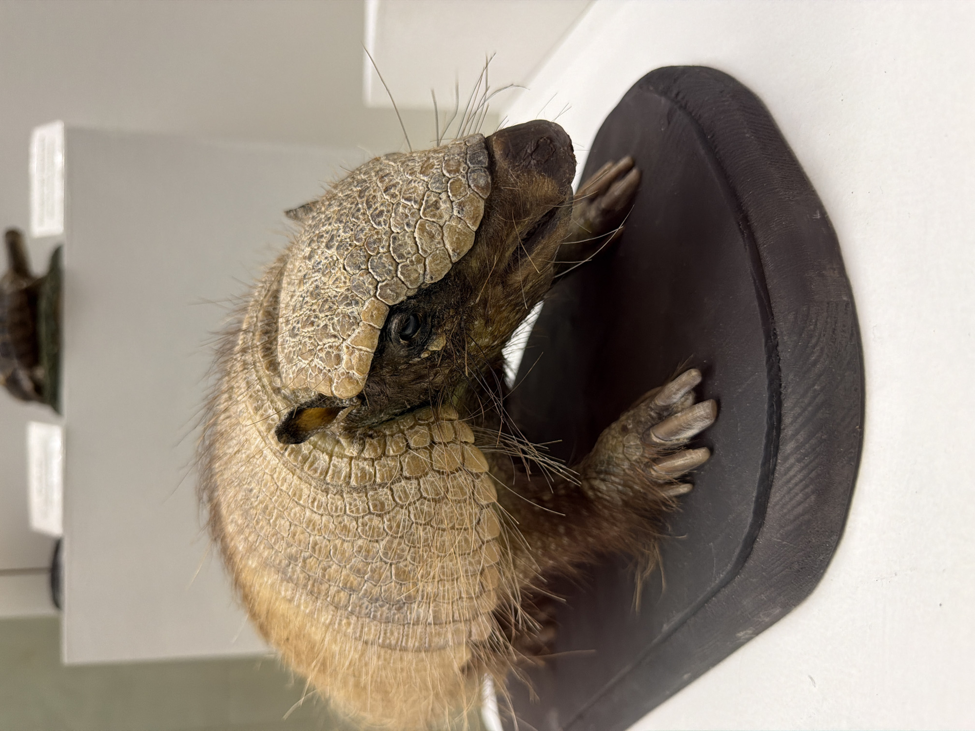 This is a close-up, high-angle photograph of a taxidermied armadillo. The armadillo is mounted on a dark, oval-shaped backing, which appears to be made of wood or a similar material with a textured surface. The armadillo is facing to the right of the frame, with its head turned slightly towards the viewer.
The subject's body is covered in segmented, leathery plates, with coarse, bristly hairs growing from between them. The armadillo's snout is pointed and dark brown, with long, fine whiskers extending from its face. Its eye is dark and appears to be a glass bead. One of its forepaws, with visible claws, is gripping the dark backing. The background is a plain, light-colored wall, with a subtle rectangular shadow or light source visible on the left side of the frame. Another taxidermied item is partially visible in the far left background, out of focus. The lighting suggests it might be indoors, possibly in a museum or display setting, with a soft, diffused light. There is no discernible text in the image.