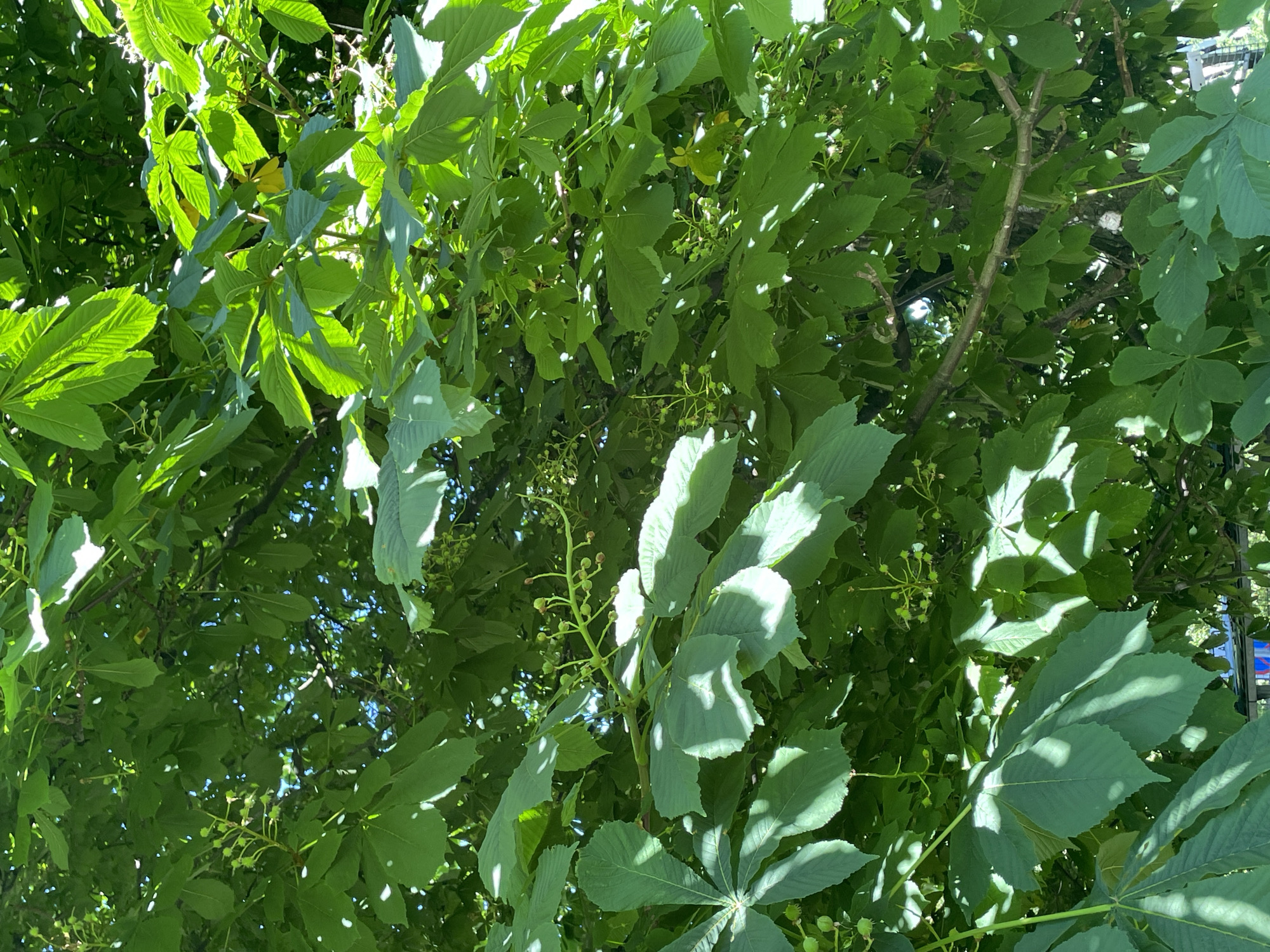 The media file is a close-up, downward-facing view of a tree canopy on a sunny day. The leaves are a vibrant green, and sunlight filters through them, creating dappled shadows. Some small, immature green seed pods are visible on a few branches. The tree appears to be a horse chestnut, identifiable by its palmately compound leaves. In the background, glimpses of a blue sky and some hints of man-made structures, possibly a fence and a distant building with a red and white sign, suggest an outdoor, possibly urban or park setting. The lighting and foliage indicate it is daytime, likely late spring or summer. There is no discernible activity or text.