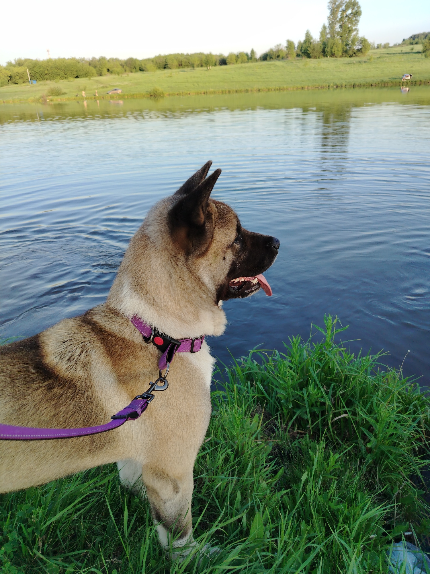 An Akita-type dog, exhibiting tan and dark brown brindle fur with a black muzzle and erect ears, stands on a verdant grassy bank. The dog is positioned in profile, facing right, with its tongue slightly extended, suggesting it is panting. It wears a purple collar secured by a red buckle, to which a matching purple leash is attached, partially visible extending leftward. The immediate foreground is dominated by lush green grass.
Beyond the dog and the grassy bank lies a calm body of water, likely a lake or wide river, displaying subtle ripples and reflecting the sky and distant land. The opposite bank features gently sloping green hills, densely covered with grass and topped by a line of mature trees forming a natural horizon.
In the far background, a slender, light-colored tower rises above the tree line on the left. On the opposite bank, a light-colored vehicle, possibly a car, is parked near the water in the left-center, and a human figure or object stands near the water in the right-center. The scene is illuminated by natural daylight, indicating clear weather. The overall environment suggests a rural or semi-rural setting consistent with areas in or around the city of Рассвет, Russia.