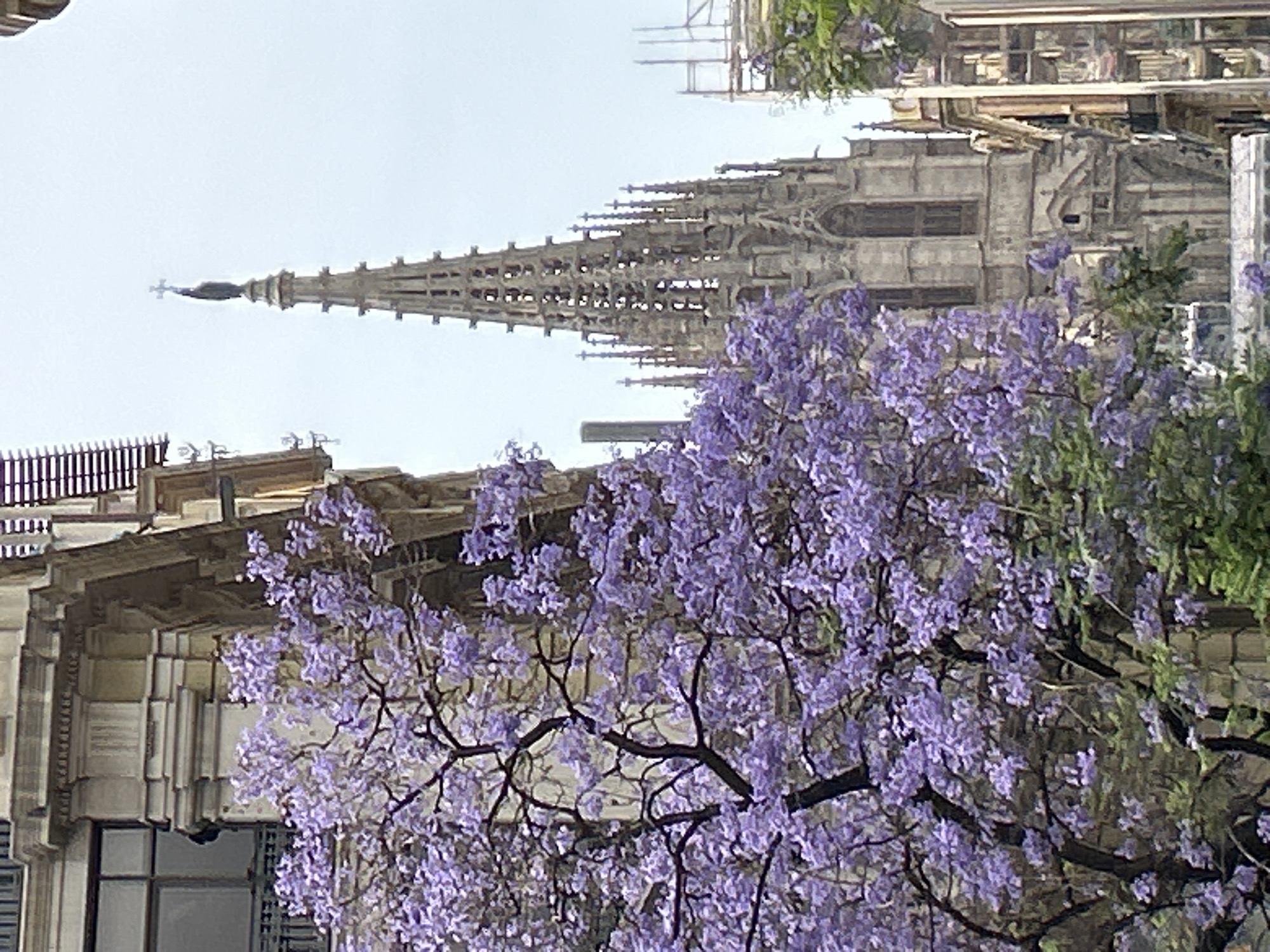 A picturesque street scene in Barcelona, Spain, unfolds under an overcast sky during daytime. The prominent subject is a large, blooming Jacaranda tree in the mid-ground, laden with clusters of vibrant purple flowers and dark, intricate branches that fill a significant portion of the frame.
Behind the flourishing tree, the majestic, ornate spire of a Gothic cathedral rises towards the sky. The stone architecture displays intricate details, arches, and buttresses, culminating in a slender steeple topped with a cross. Scaffolding is visible on the upper right section of the cathedral structure, indicating ongoing maintenance or renovation work.
To the left of the scene, another urban building features a more classical facade with decorative cornices and windows. The interplay of the delicate purple blossoms with the sturdy, historical stone architecture creates a striking contrast. No people or visible text are present, allowing the focus to remain on the architectural beauty and natural splendor.