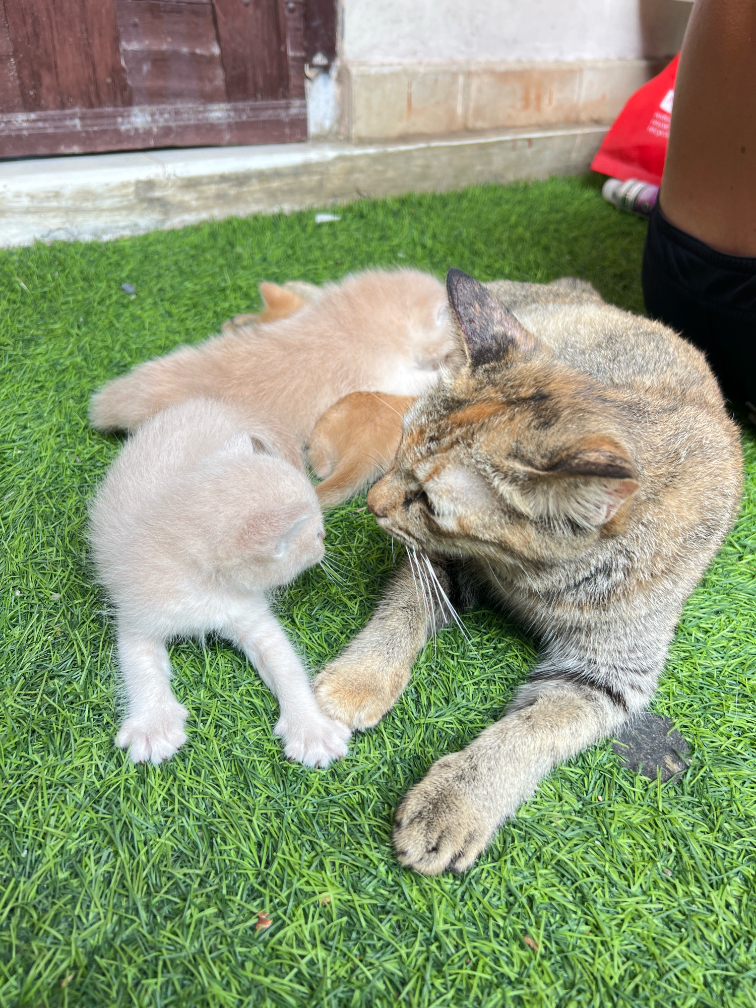 A tabby cat lies on artificial grass, grooming its two kittens. One kitten, pale cream, is nestled close to the cat's head. Another kitten, a pale ginger color, is tucked beneath the cat's body. The mother cat's attention is focused on the kittens, with her head turned towards them. A portion of a person's leg, wearing dark shorts, is visible in the upper right corner, suggesting the presence of an observer. In the background, a weathered wooden door and a concrete step indicate an outdoor setting. A bright red bag and a purple bottle lie on the ground near the person's leg. The overall scene depicts a domestic and nurturing moment. This scene is likely located in Denpasar, Indonesia, given the outdoor setting and typical domestic animals found in the city.