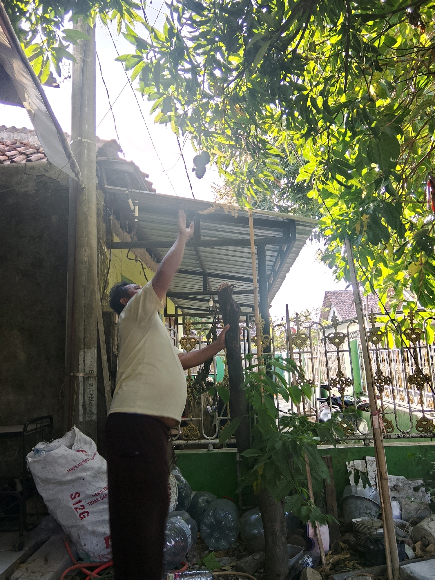 In Cirebon, Indonesia, a man in a light-colored t-shirt and dark pants stands outdoors, reaching towards the branches of a tree laden with fruit. He is positioned near a concrete pole with electrical wires running overhead. In the foreground, a large white plastic bag labeled "SIZE" is visible, along with several plastic bottles and other debris. Behind the man, a metal fence with decorative elements separates the property from what appears to be a residential area with houses and rooftops. Sunlight filters through the dense green foliage of the tree, creating dappled light and shadows across the scene. The overall environment suggests a residential backyard or an area adjacent to a home.
