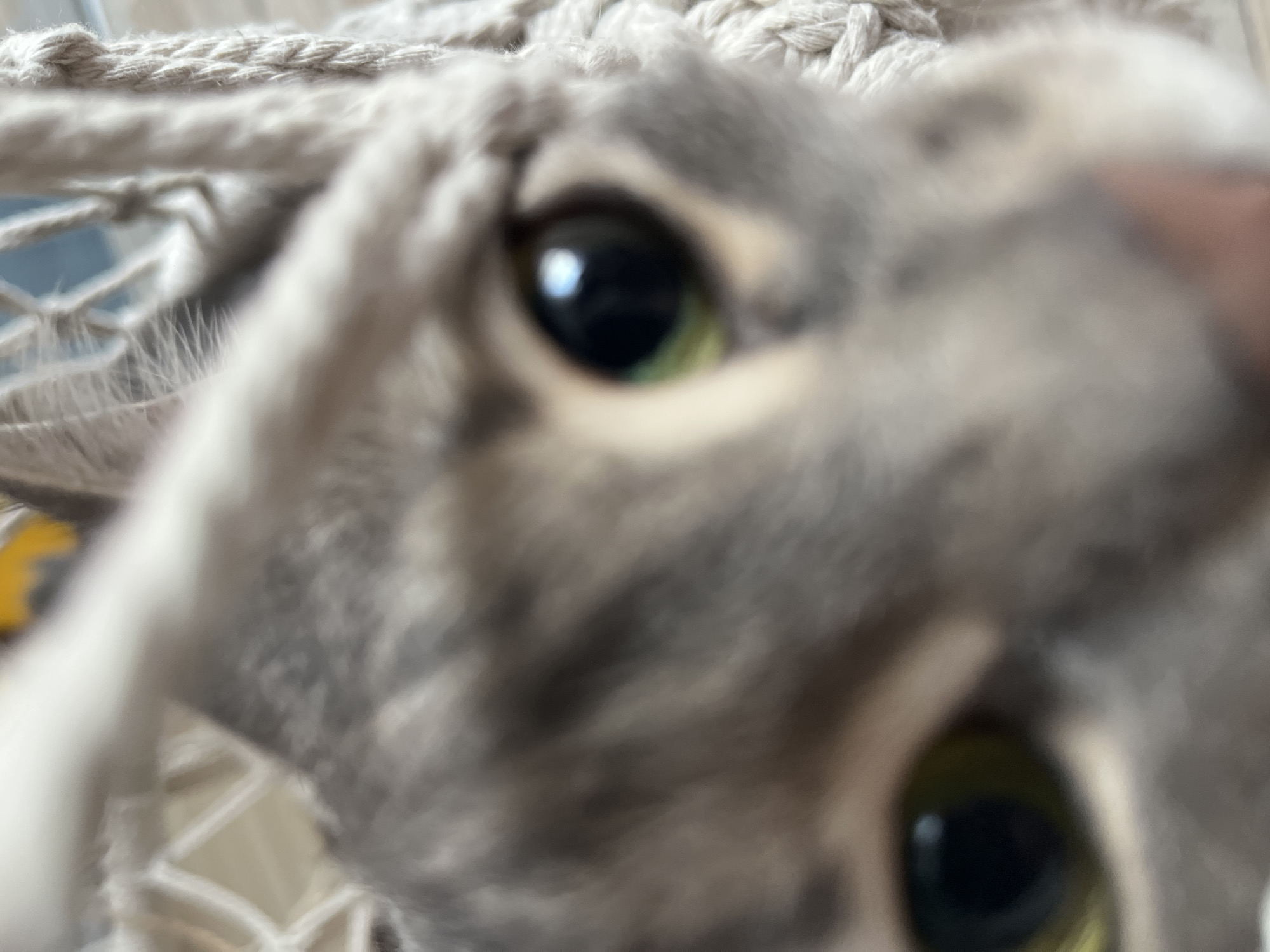 A close-up, blurred image depicts the face of a gray tabby cat. The cat's eyes are the focal point, with one eye appearing more in focus than the other. The surrounding fur is gray with darker gray markings. A rope-like structure is visible in the background, and the location in Chaikovsky, Russia is not determinable.
