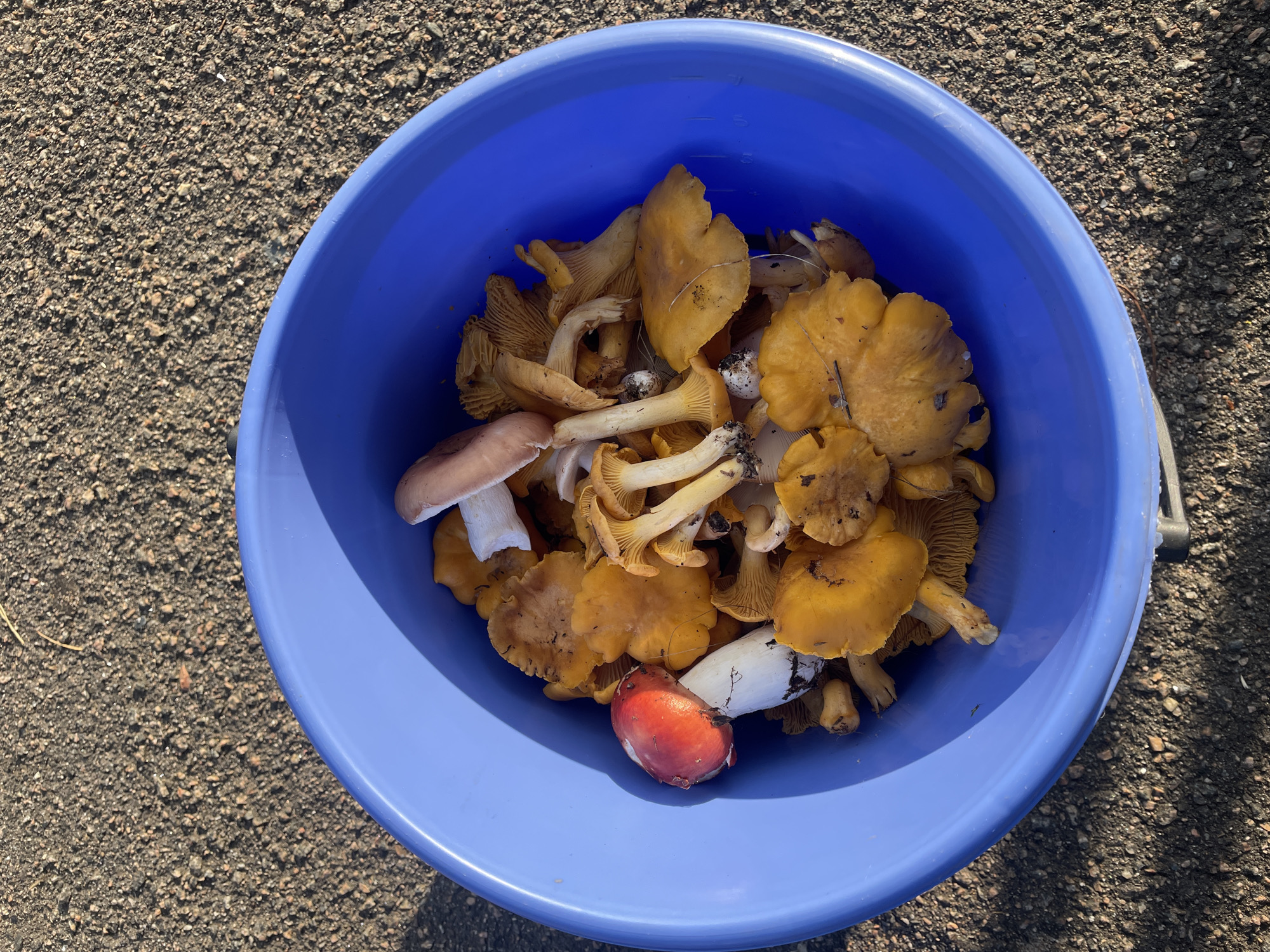 A blue plastic bucket is filled with a variety of foraged mushrooms, including chanterelles and possibly some Russula species. The mushrooms are predominantly yellow and orange, with some white and brown stems visible. One mushroom on the left has a distinct red cap with a white underside and stem. The bucket is placed outdoors on a dark, granular surface, likely asphalt or gravel, with some shadows cast by sunlight. The environment appears to be a somewhat dry, outdoor area, possibly a roadside or a yard. There are no people visible in the image. The scene is consistent with mushroom foraging in or around the city of Lebyazhye, Russia, during the mushroom season.
