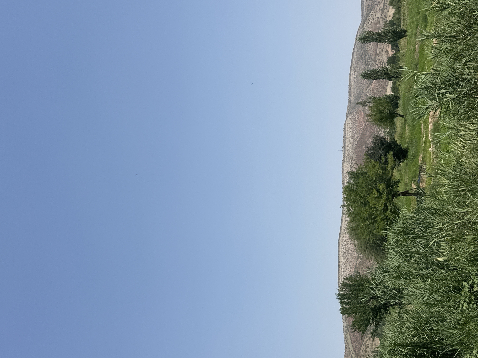 This is a landscape photograph taken in Suzak, Kyrgyzstan, on a clear, sunny day. The scene is dominated by a vast expanse of bright blue sky, occupying the upper two-thirds of the frame. In the distance, a range of arid, brown hills forms the horizon line. The lower third of the image is a verdant field, filled with tall, green grasses and reeds in the foreground, obscuring much of the ground. Scattered throughout the field are several trees of varying sizes and types. One prominent, mature tree with a dark trunk and full green foliage stands to the left of center. To its right, a cluster of slender, upright trees, possibly cypress or poplar, are visible. Further to the right, another mature tree with a lighter trunk and less dense foliage is present. The overall impression is one of a rural, natural setting under a clear, open sky. There are no people or animals visible in the frame.