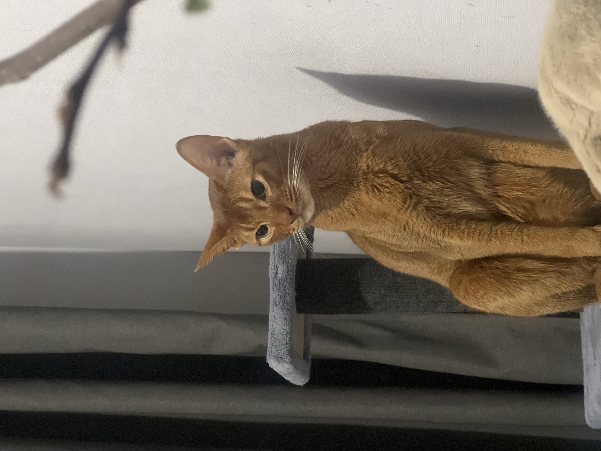 An Abyssinian cat with reddish-brown fur is captured in a close-up, rotated portrait-style shot. The cat's head is positioned in the upper left portion of the frame, with its body extending to the right. It gazes downwards and slightly towards the viewer with an attentive, curious expression, its large, alert ears and prominent white whiskers clearly visible. Its eyes are a light amber or green hue.
The cat appears to be perched on a structure, likely a cat tree or shelf, indicated by a light gray, plush-covered element hanging near its face and darker gray surfaces below. The background above the cat is a plain white wall or ceiling, where a distinct, elongated shadow is cast from an unseen object to the right, suggesting a strong light source. In the upper left corner, an out-of-focus, dark, branch-like object is partially visible. The overall setting is indoors, with bright illumination. No people or visible text are present in the image.
