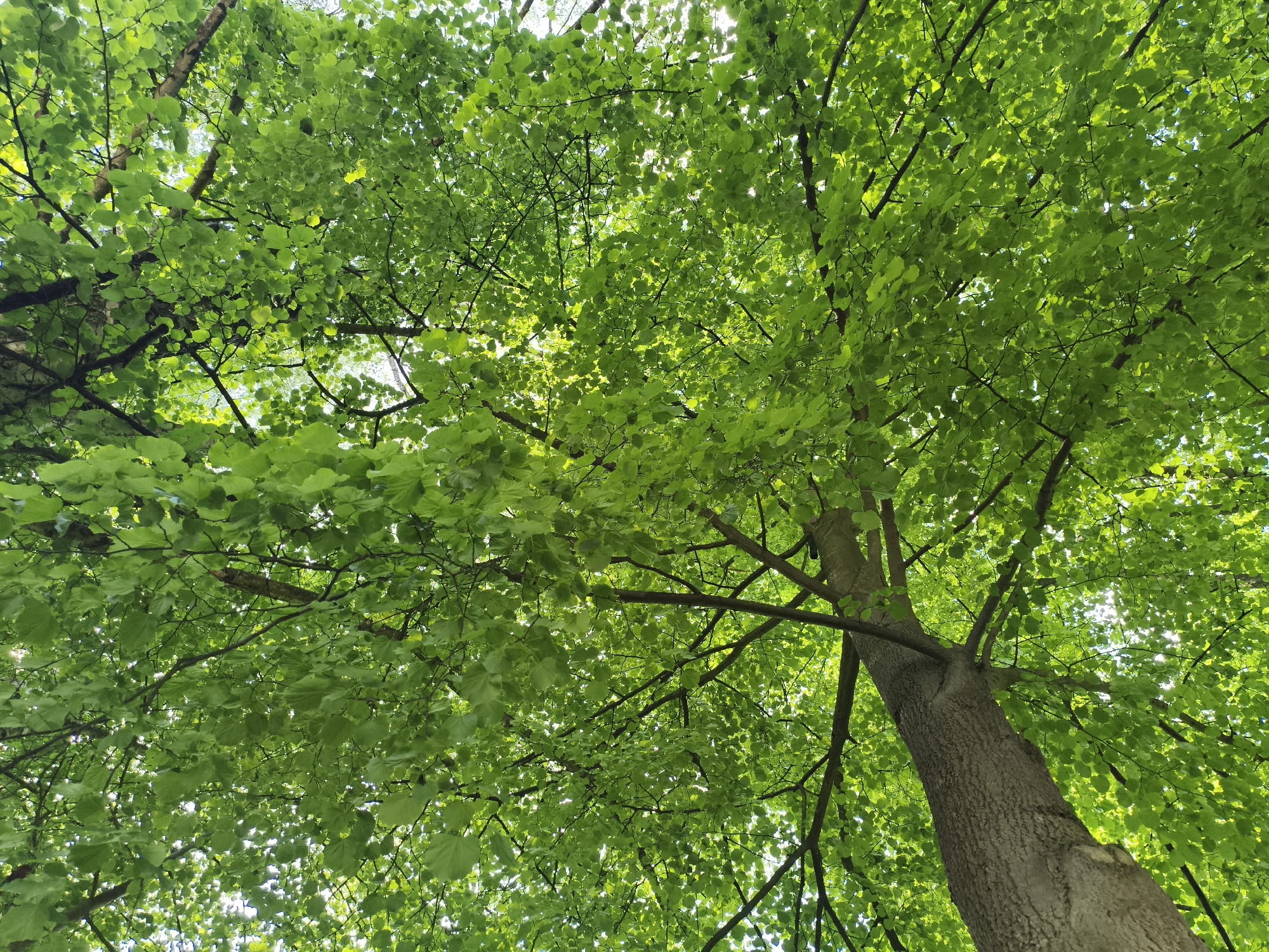 The image is a low-angle shot looking up into the canopy of trees. The leaves are bright green and densely packed, creating a textured pattern against the sky. Sunlight filters through the leaves, creating bright spots. A tree trunk is visible, stretching upward, and its bark is textured. The image was taken in Nowy Tomyśl, Poland.